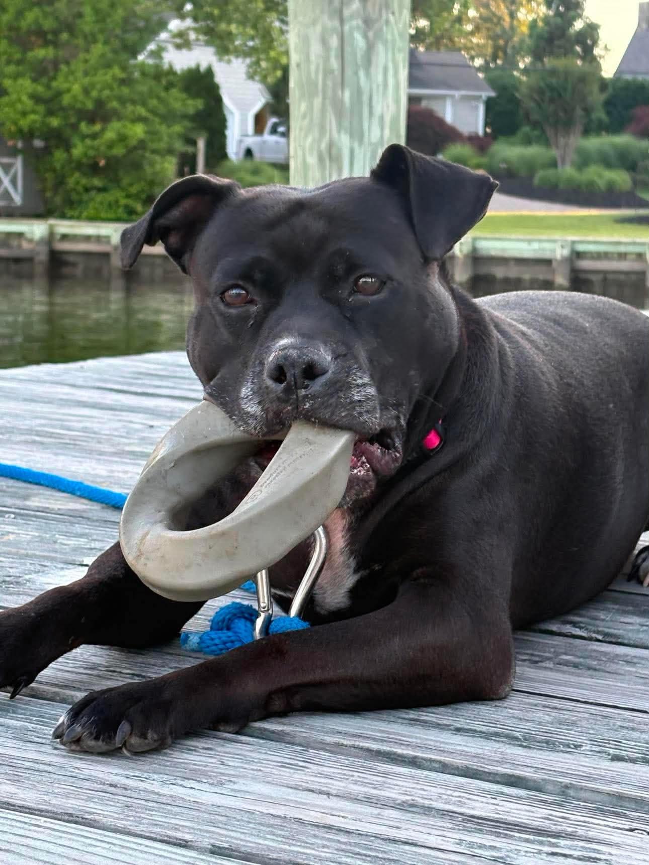 Spooky, a Adoptable Pit Bull Terrier in Rockville, MD image 1/3