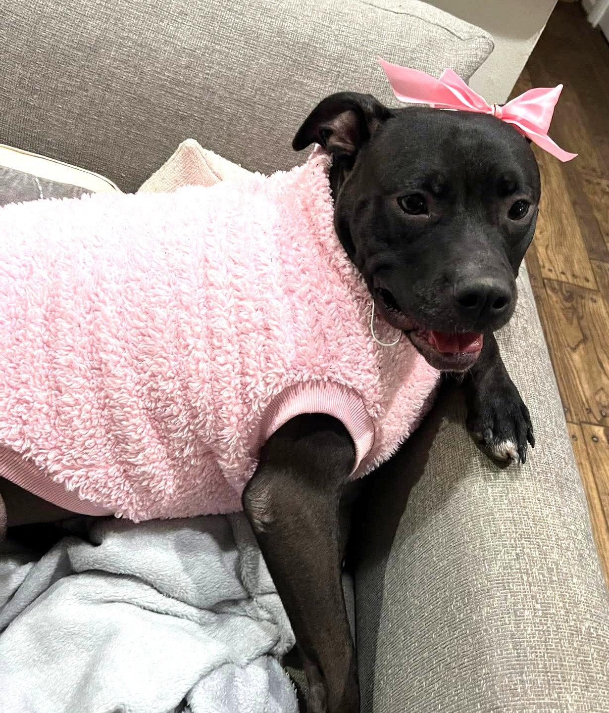 Spooky, Adoptable, Young Female Pit Bull Terrier.