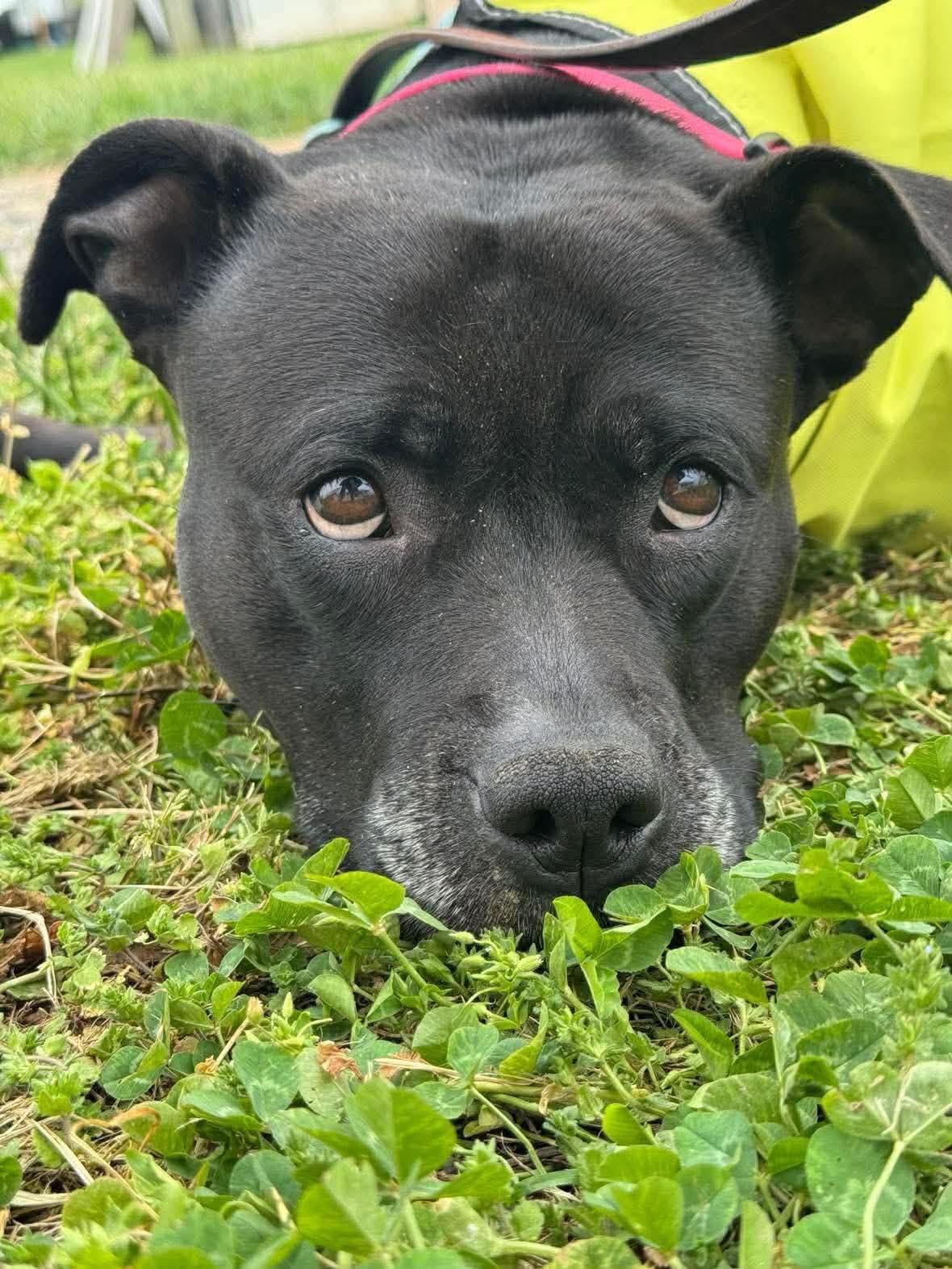 Spooky, a Adoptable Pit Bull Terrier in Rockville, MD image 2/3