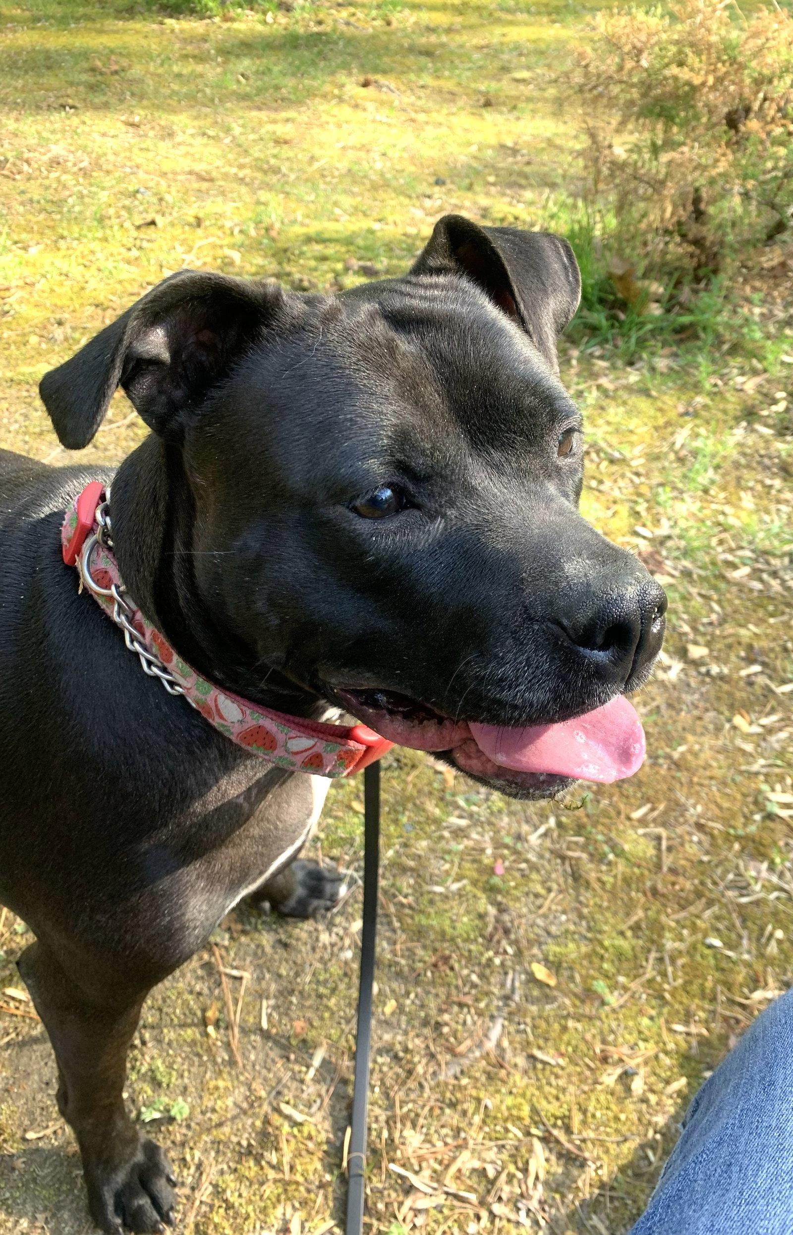 Spooky, Adoptable, Young Female Pit Bull Terrier.