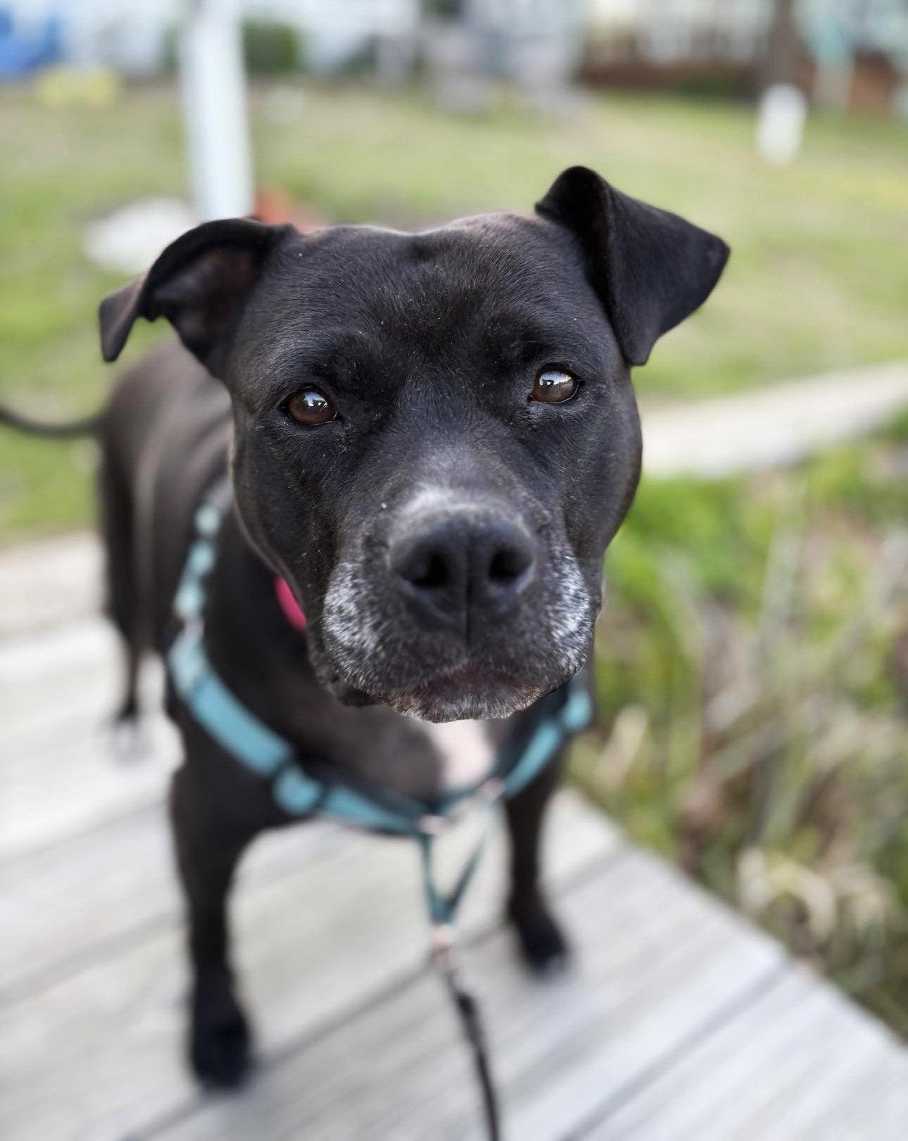 Enlarge Spooky, a Adoptable Pit Bull Terrier in Rockville, MD image 2/3