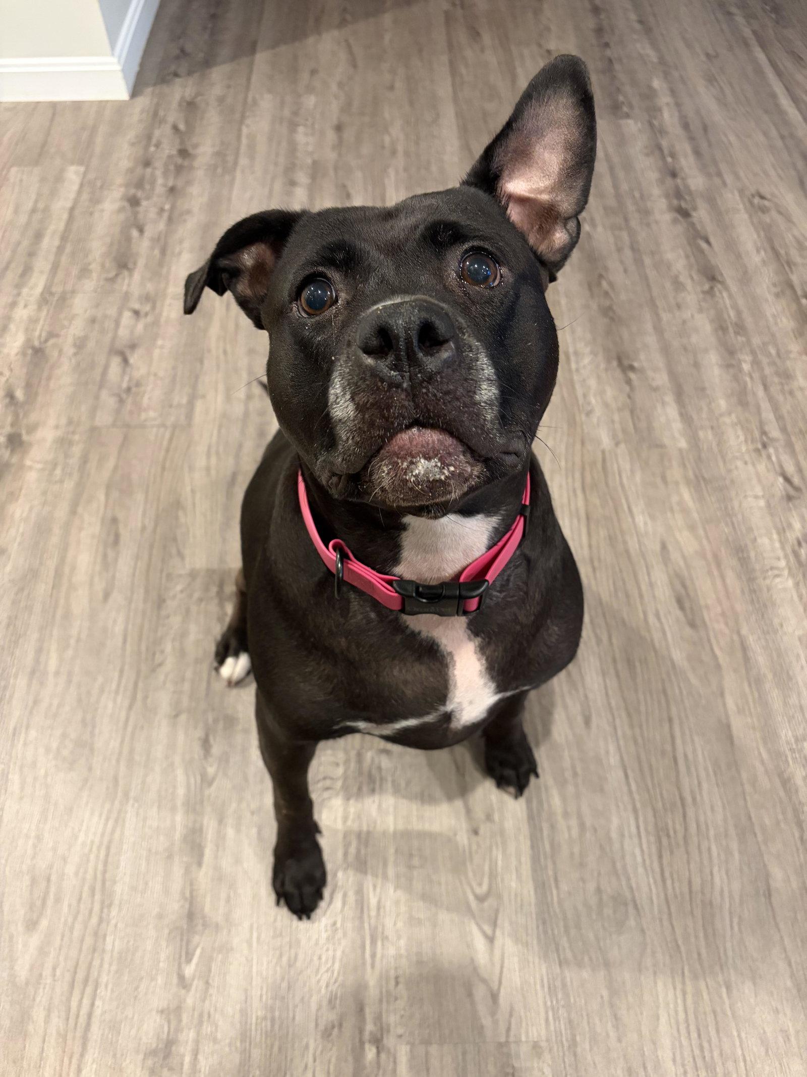 Spooky, a Adoptable Pit Bull Terrier in Rockville, MD image 3/3
