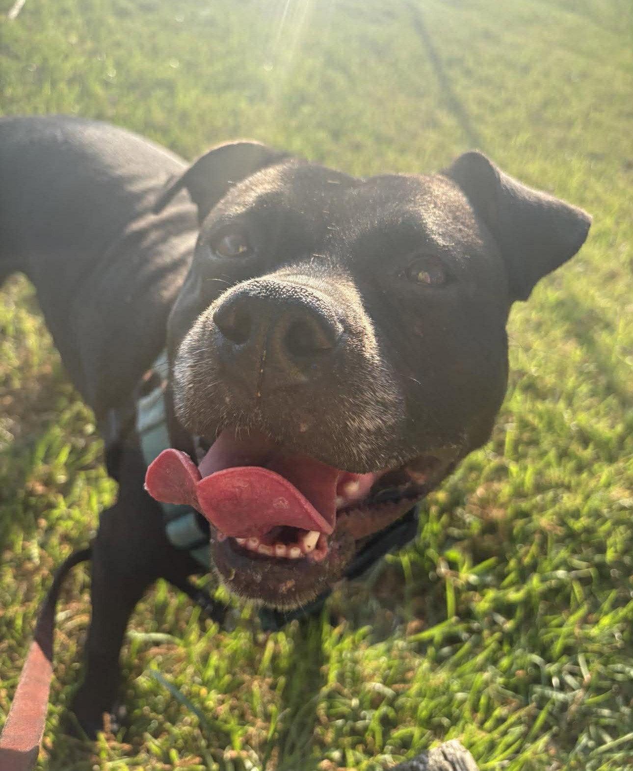 Enlarge Spooky, a Adoptable Pit Bull Terrier in Rockville, MD image 3/3