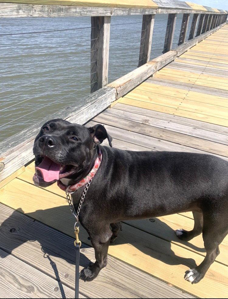 Enlarge Spooky, a Adoptable Pit Bull Terrier in Rockville, MD image 2/3