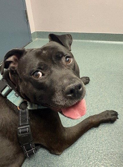 Enlarge Spooky, a Adoptable Pit Bull Terrier in Rockville, MD image 3/3