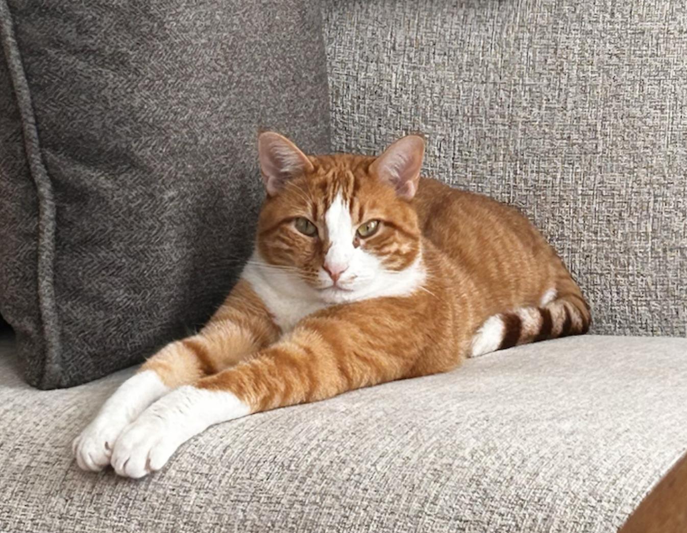 Enlarge Benny, a ADOPTABLE Domestic Short Hair in Bayonne, NJ image 1/2