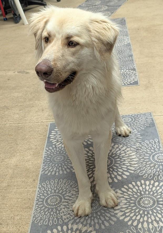 Enlarge Jack, a ADOPTABLE mixed breed in Waupun, WI image 4/4