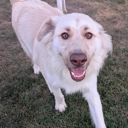 Enlarge Jack, a ADOPTABLE mixed breed in Waupun, WI image 3/4