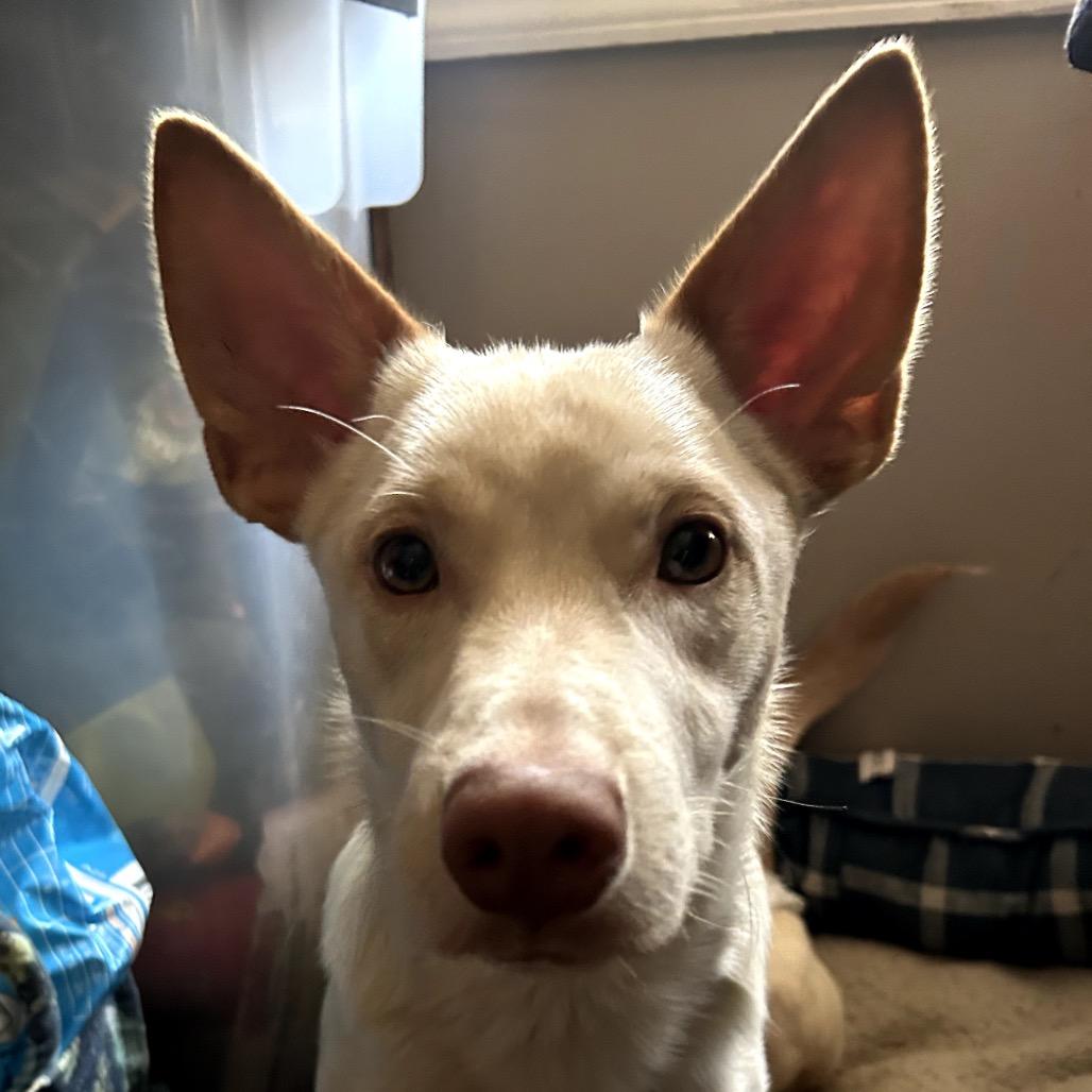 Hot Lips, Adoptable, Young Male Mixed Breed & Mixed Breed.