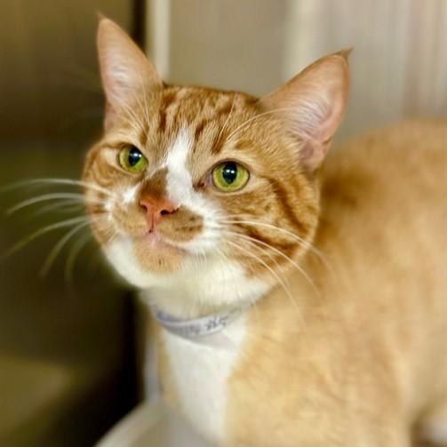 Enlarge Craig- #49847, a Adoptable Domestic Short Hair in Columbia, MD image 1/1