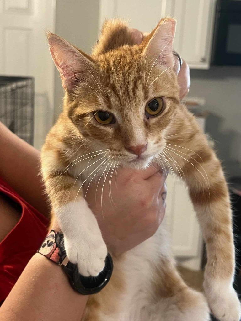 Carrot, a Adoptable mixed breed in Richland Hills, TX image 1/3