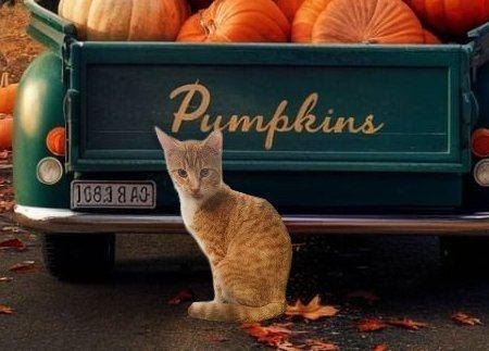 Carrot, Adoptable, Young Male Domestic Short Hair.