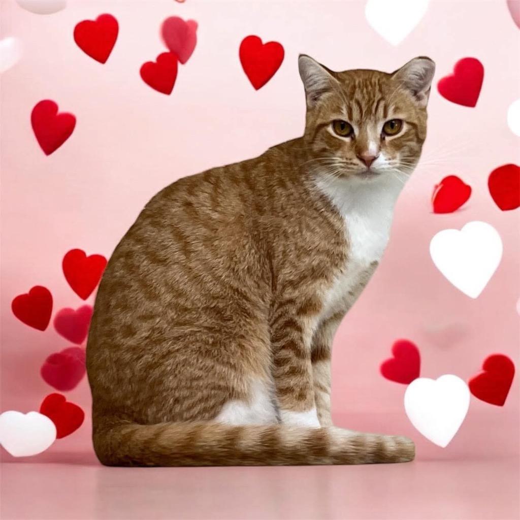 Carrot, a Adoptable mixed breed in Richland Hills, TX image 3/3