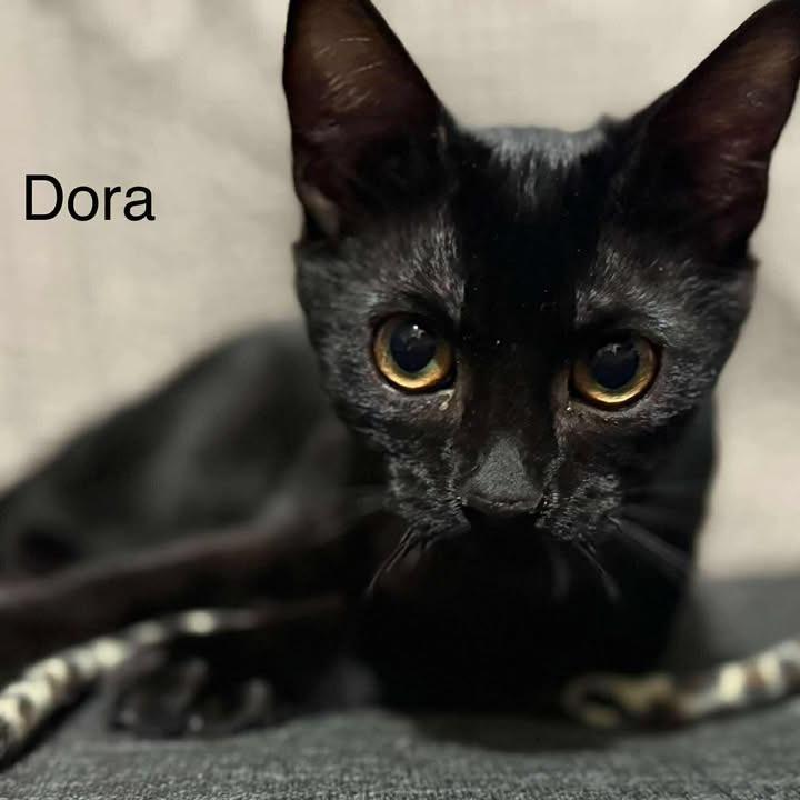 Dora, a Adoptable Domestic Short Hair in Ferndale, WA image 1/3