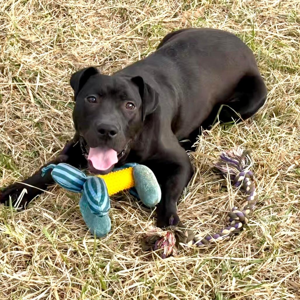 Hollis, Adoptable, Adult Male Pit Bull Terrier & Black Labrador Retriever.
