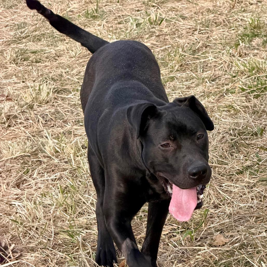Enlarge Hollis, a Adoptable mixed breed in Caryville, TN image 2/6