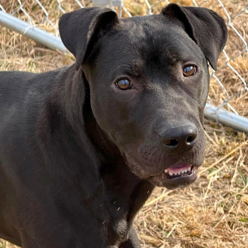 Enlarge Hollis, a Adoptable mixed breed in Caryville, TN image 3/6