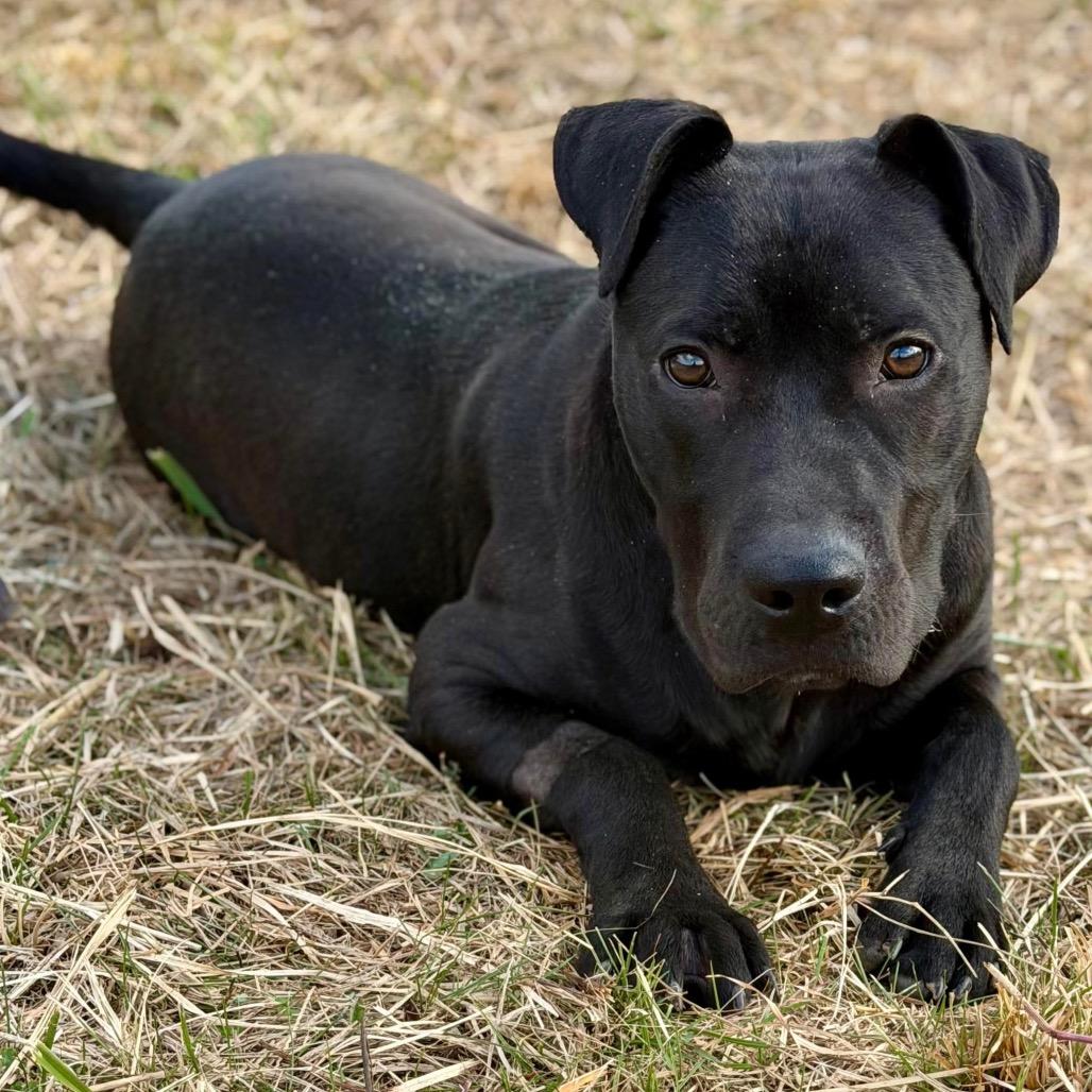 Enlarge Hollis, a Adoptable mixed breed in Caryville, TN image 4/6