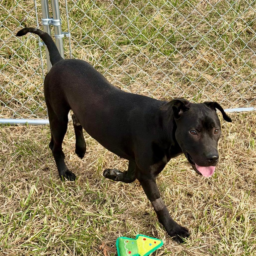 Enlarge Hollis, a Adoptable mixed breed in Caryville, TN image 5/6