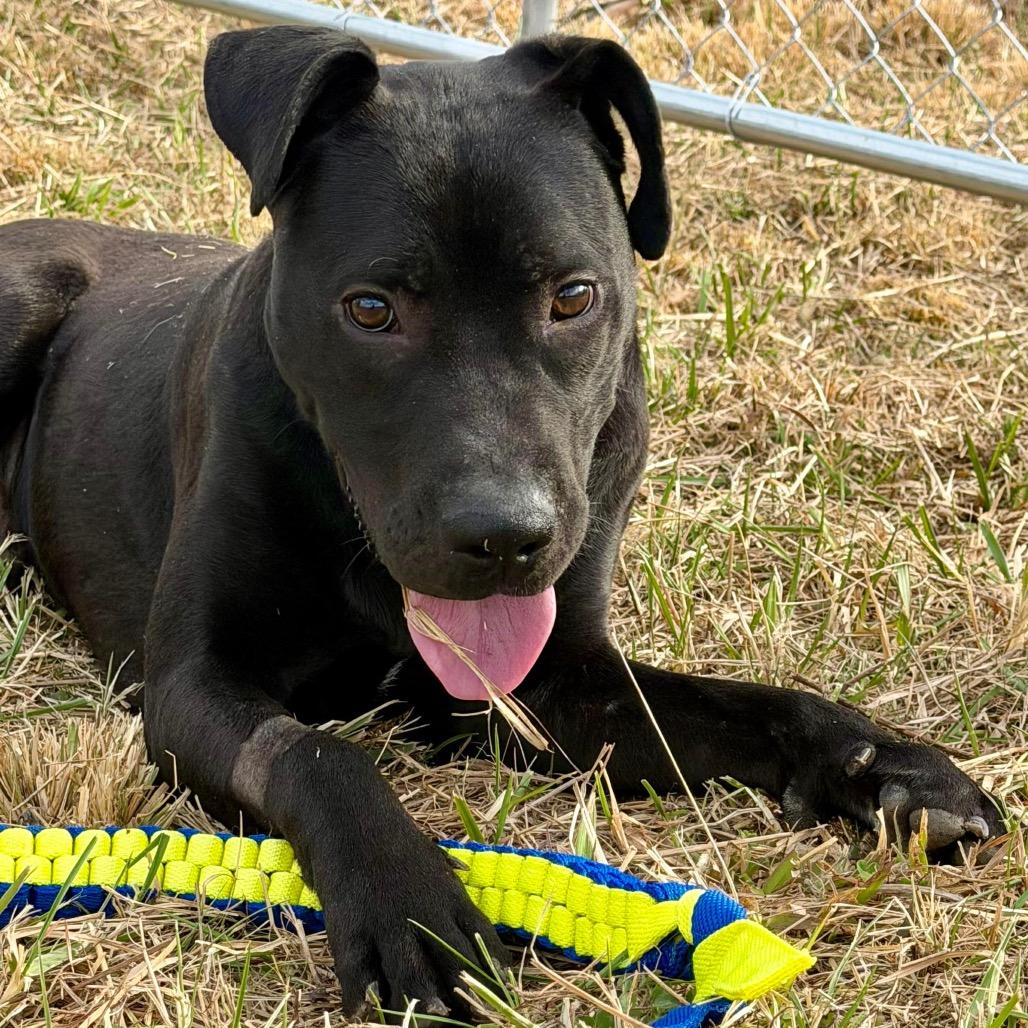 Enlarge Hollis, a Adoptable mixed breed in Caryville, TN image 6/6