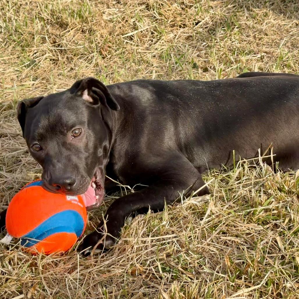 Enlarge Hollis, a Adoptable mixed breed in Caryville, TN image 5/5