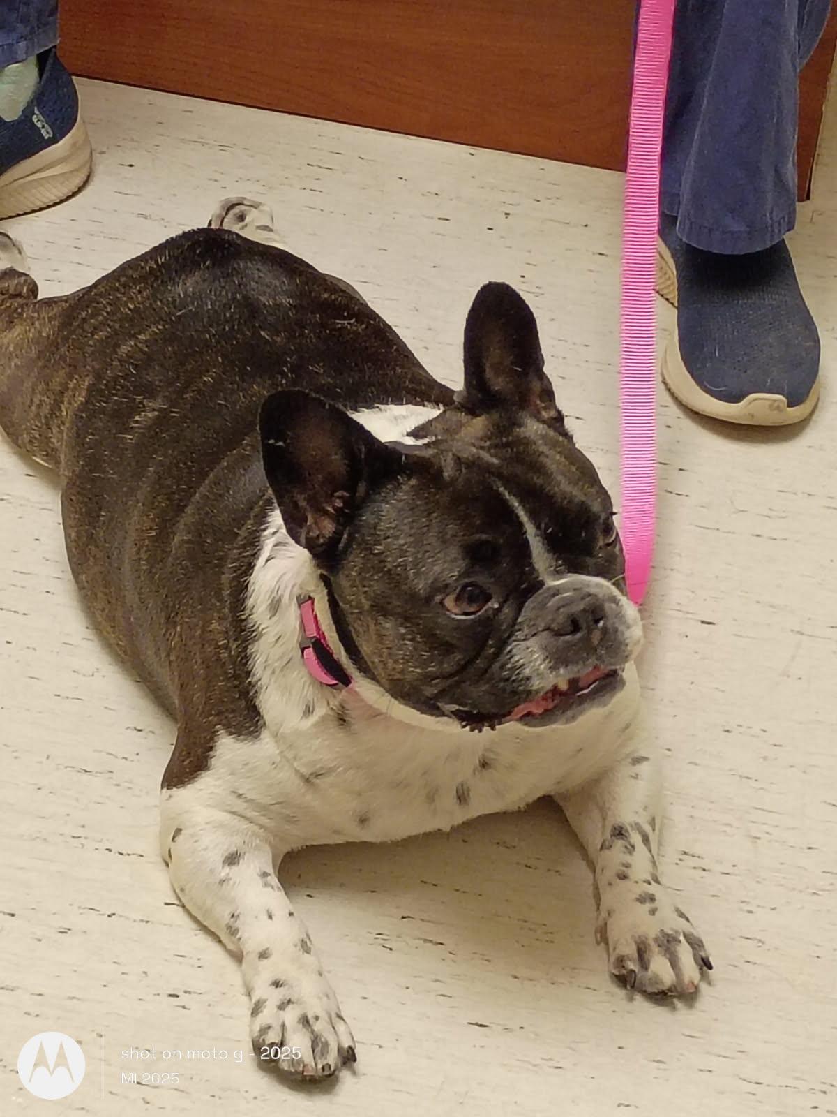 Enlarge Oreo, a ADOPTABLE French Bulldog in Folsom, CA image 2/5
