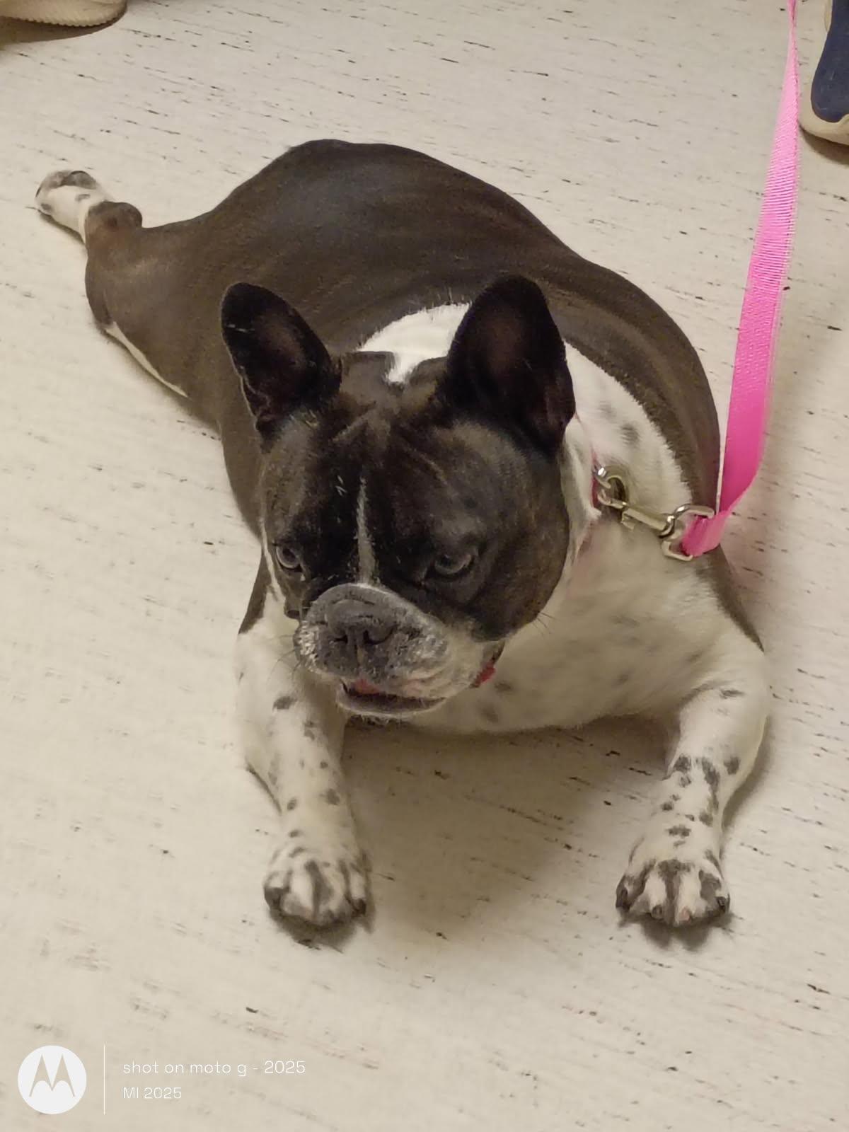 Enlarge Oreo, a ADOPTABLE French Bulldog in Folsom, CA image 5/5