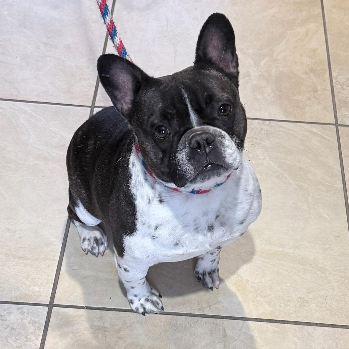 Oreo, ADOPTABLE, Adult Female French Bulldog.