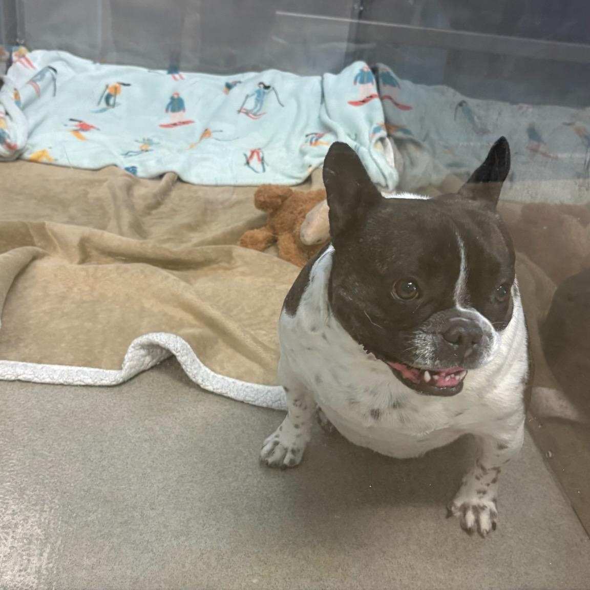 Enlarge Oreo, a ADOPTABLE French Bulldog in Folsom, CA image 3/5