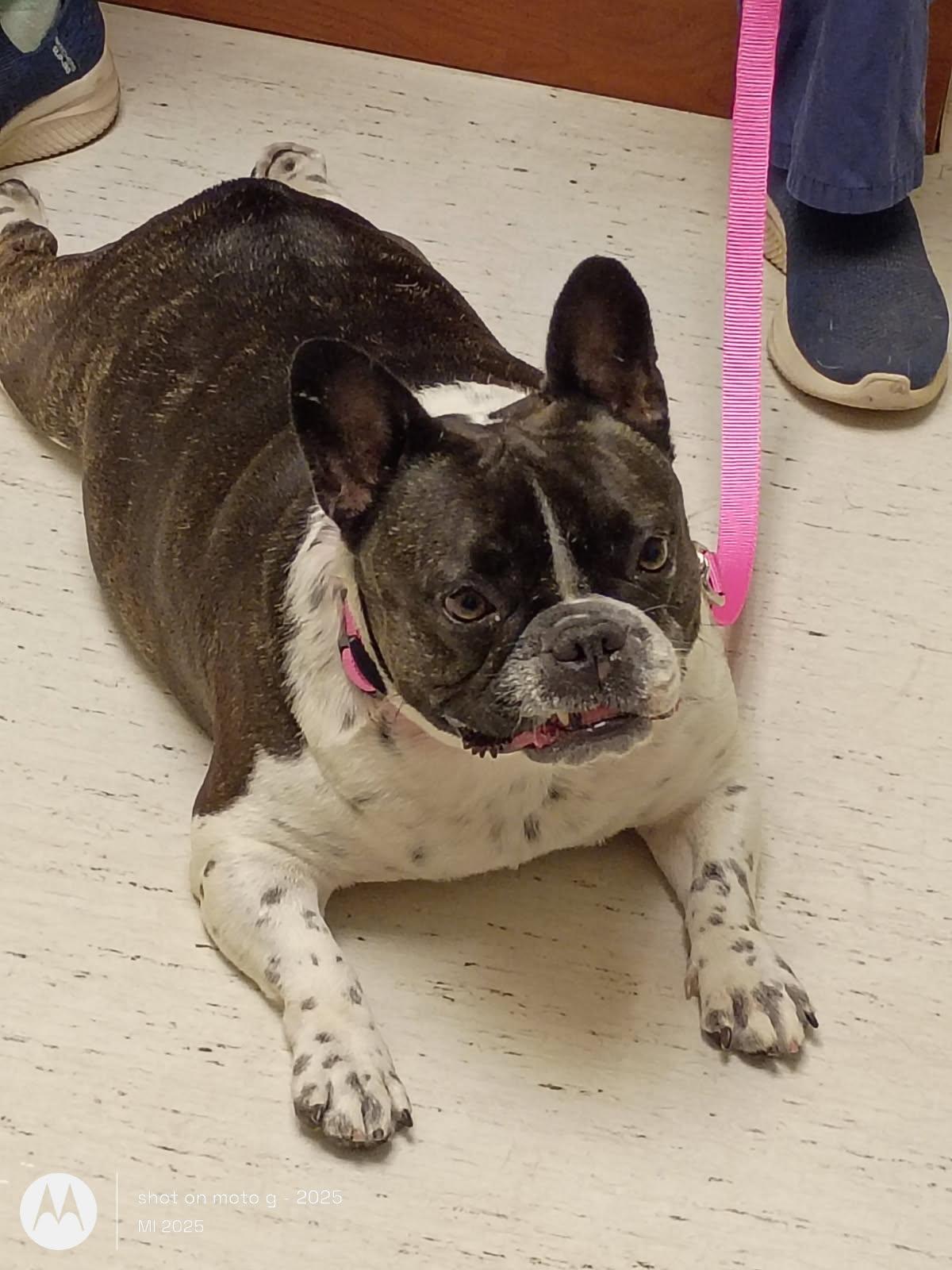 Enlarge Oreo, a ADOPTABLE French Bulldog in Folsom, CA image 4/5