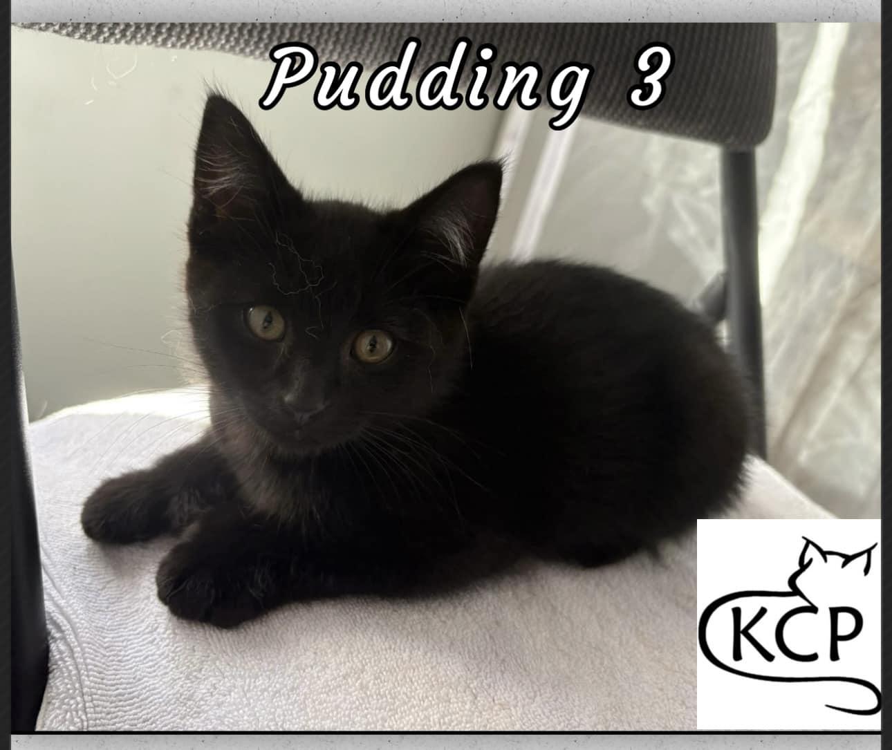 Pudding 3, an adoptable Domestic Short Hair in Courtenay, BC, V9N 7P1 | Photo Image 1