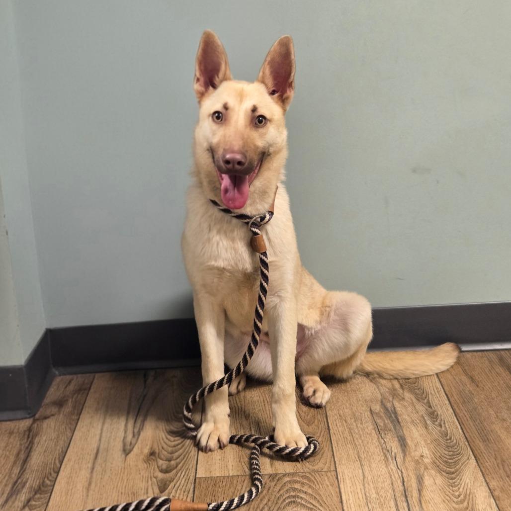 Enlarge CT Roxanne, a Adoptable mixed breed in Stormville, NY image 2/5