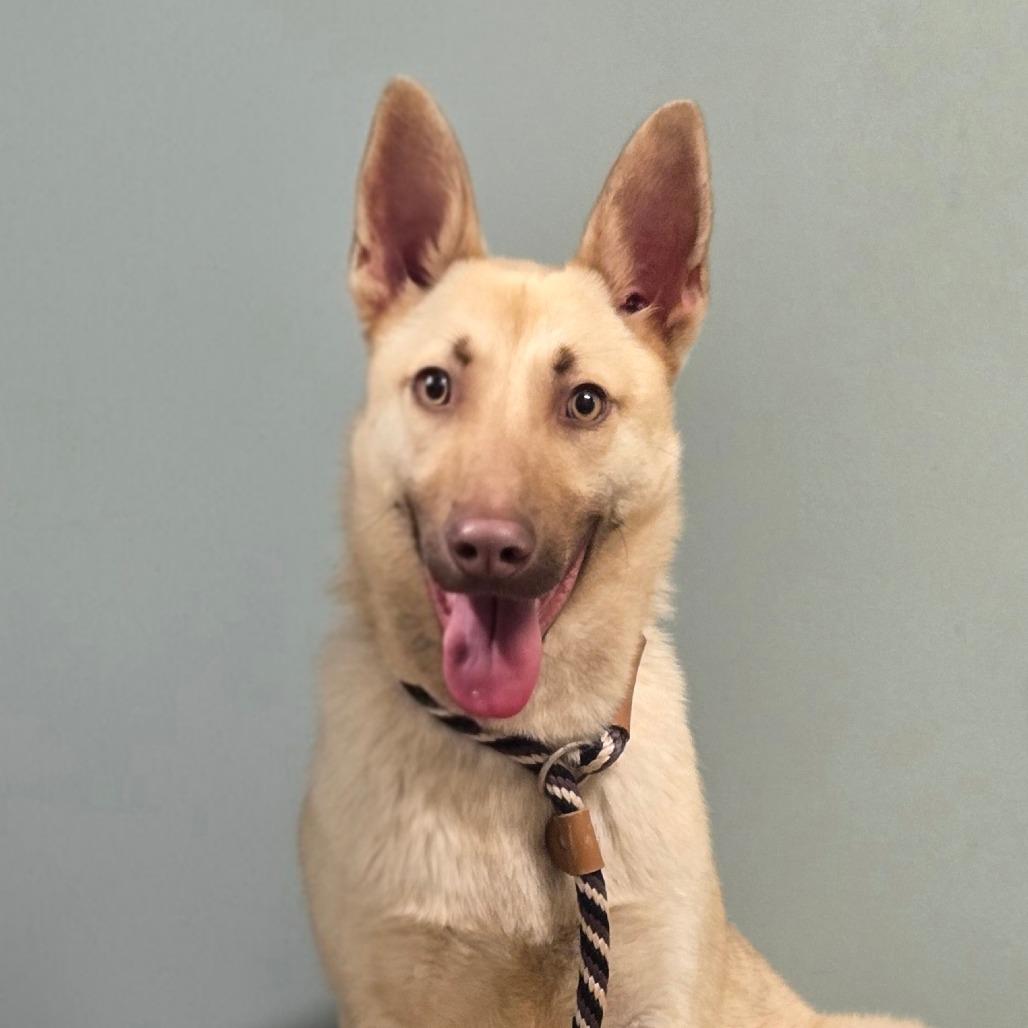 Enlarge CT Roxanne, a Adoptable mixed breed in Stormville, NY image 3/5