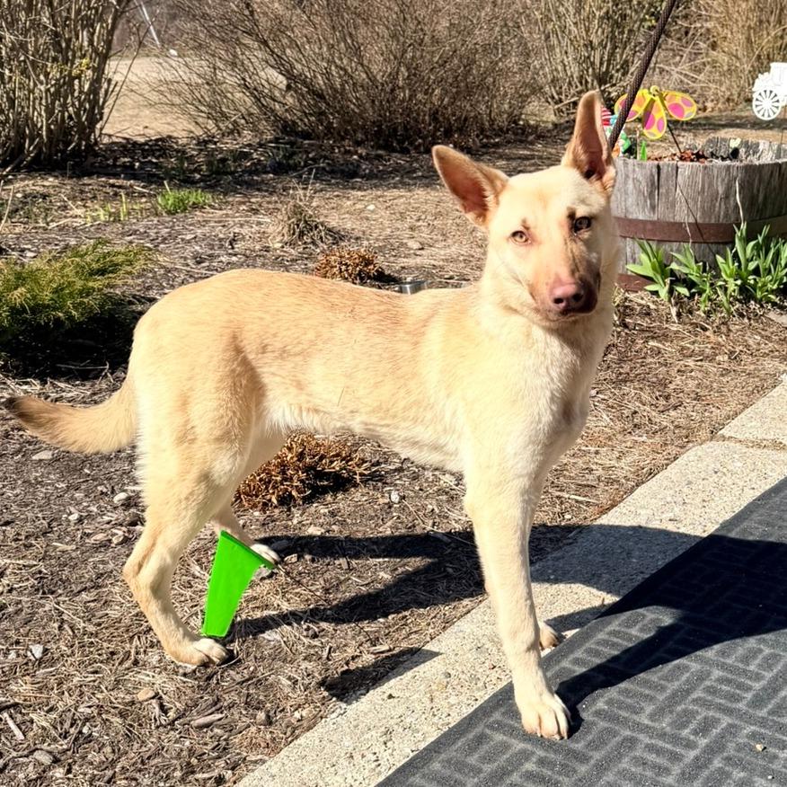 Enlarge CT Roxanne, a Adoptable mixed breed in Stormville, NY image 4/5