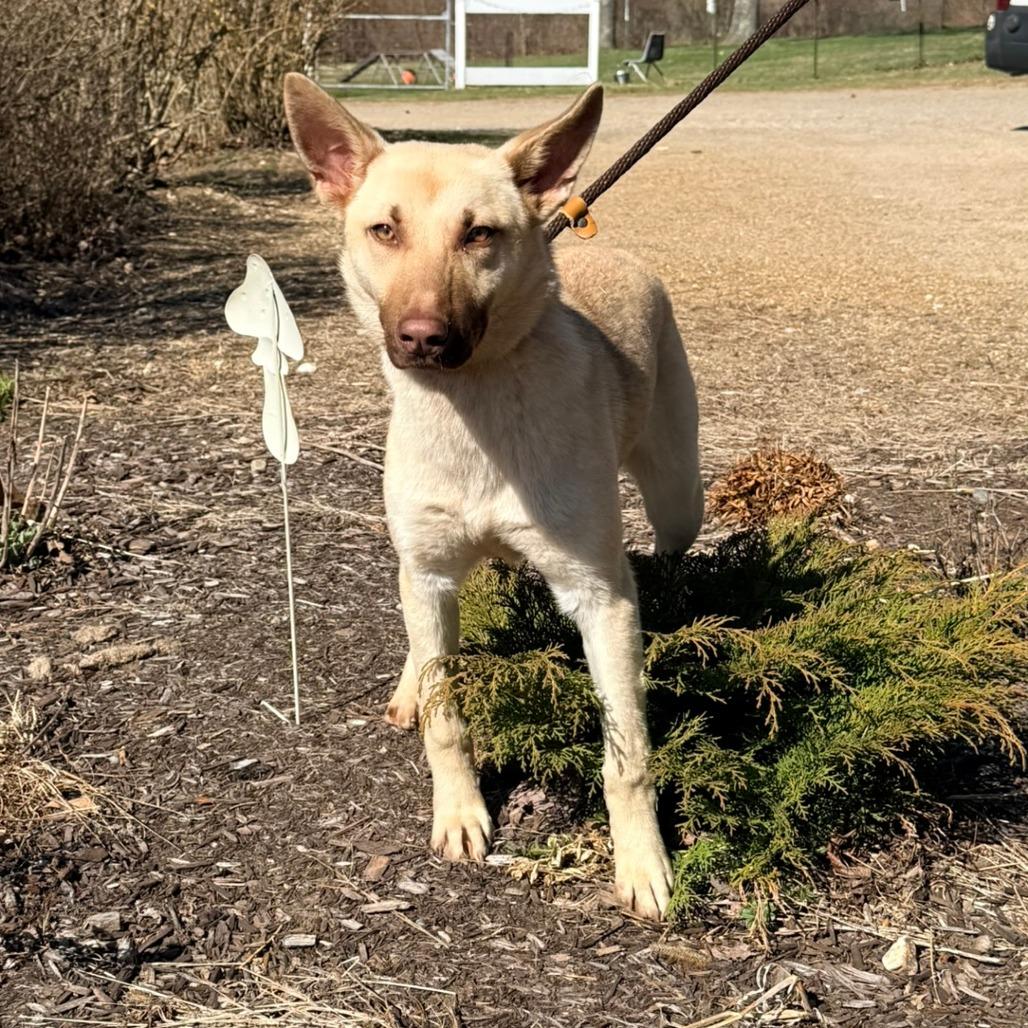 Enlarge CT Roxanne, a Adoptable mixed breed in Stormville, NY image 5/5