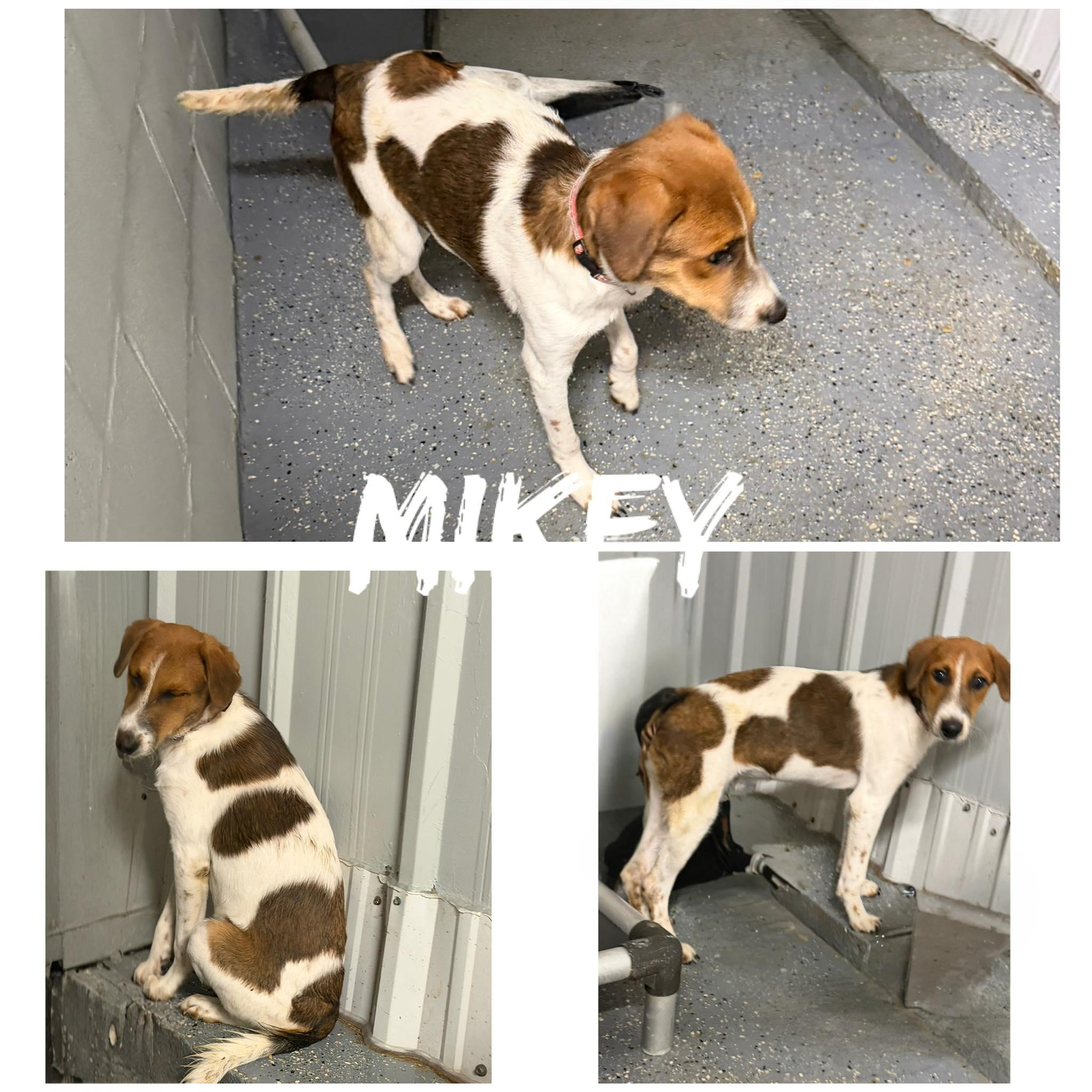 Enlarge Mikey, a ADOPTABLE Fox Terrier in Saint James, MO image 2/2