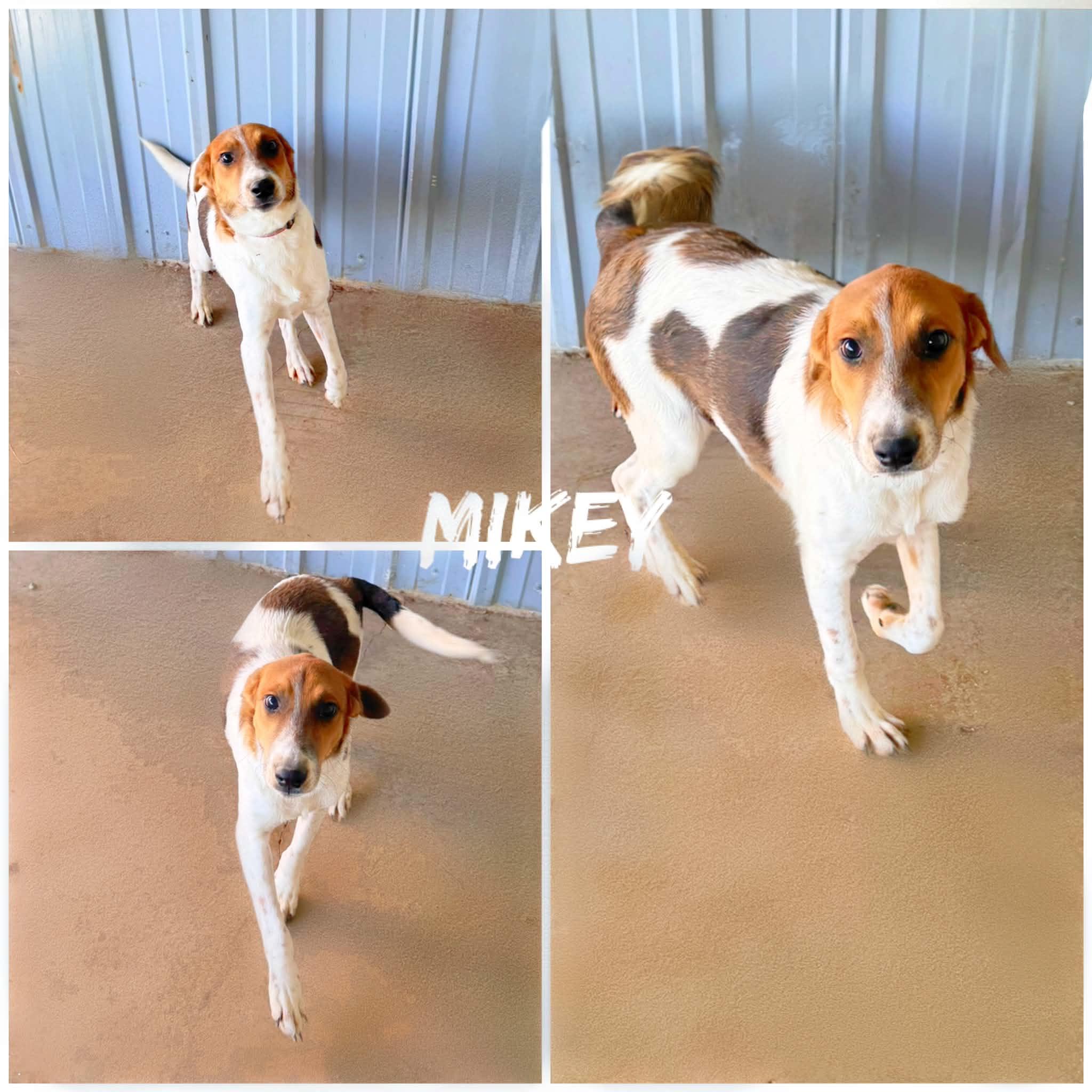 Mikey, ADOPTABLE, Young Male Fox Terrier.