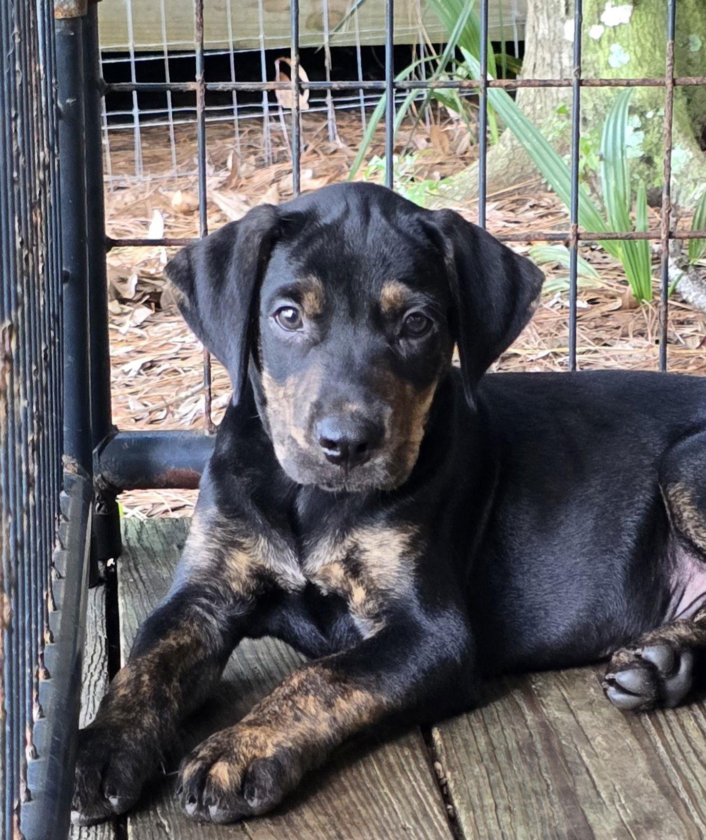 Heidi, Adopted, Puppy Female Hound.