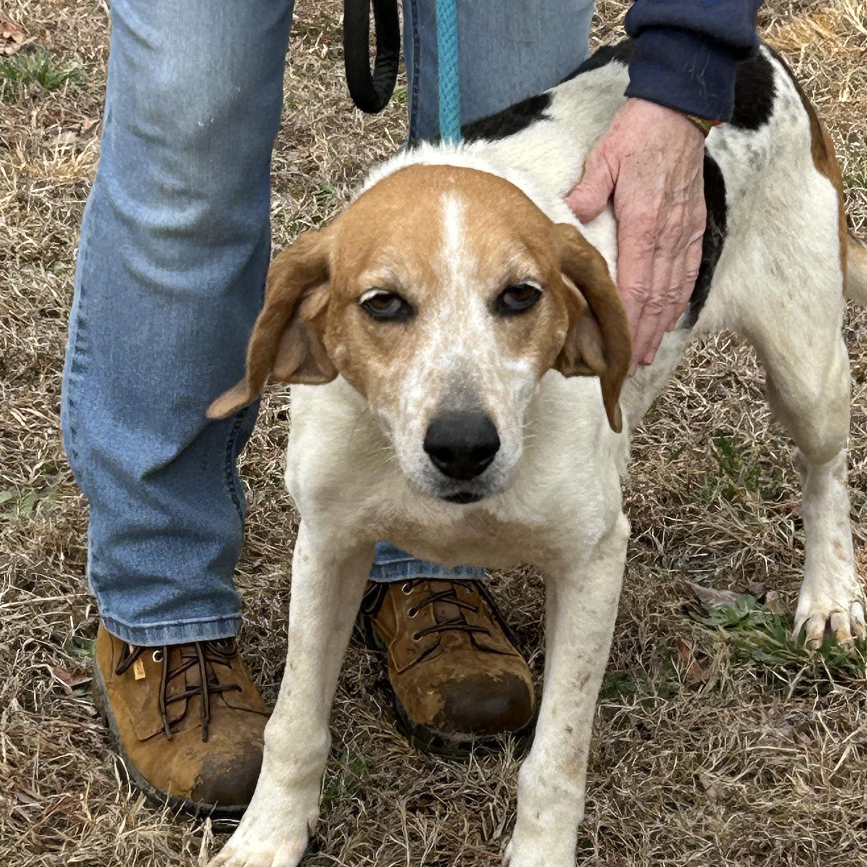 Enlarge JoJo, a ADOPTABLE Hound in Charles City, VA image 3/3
