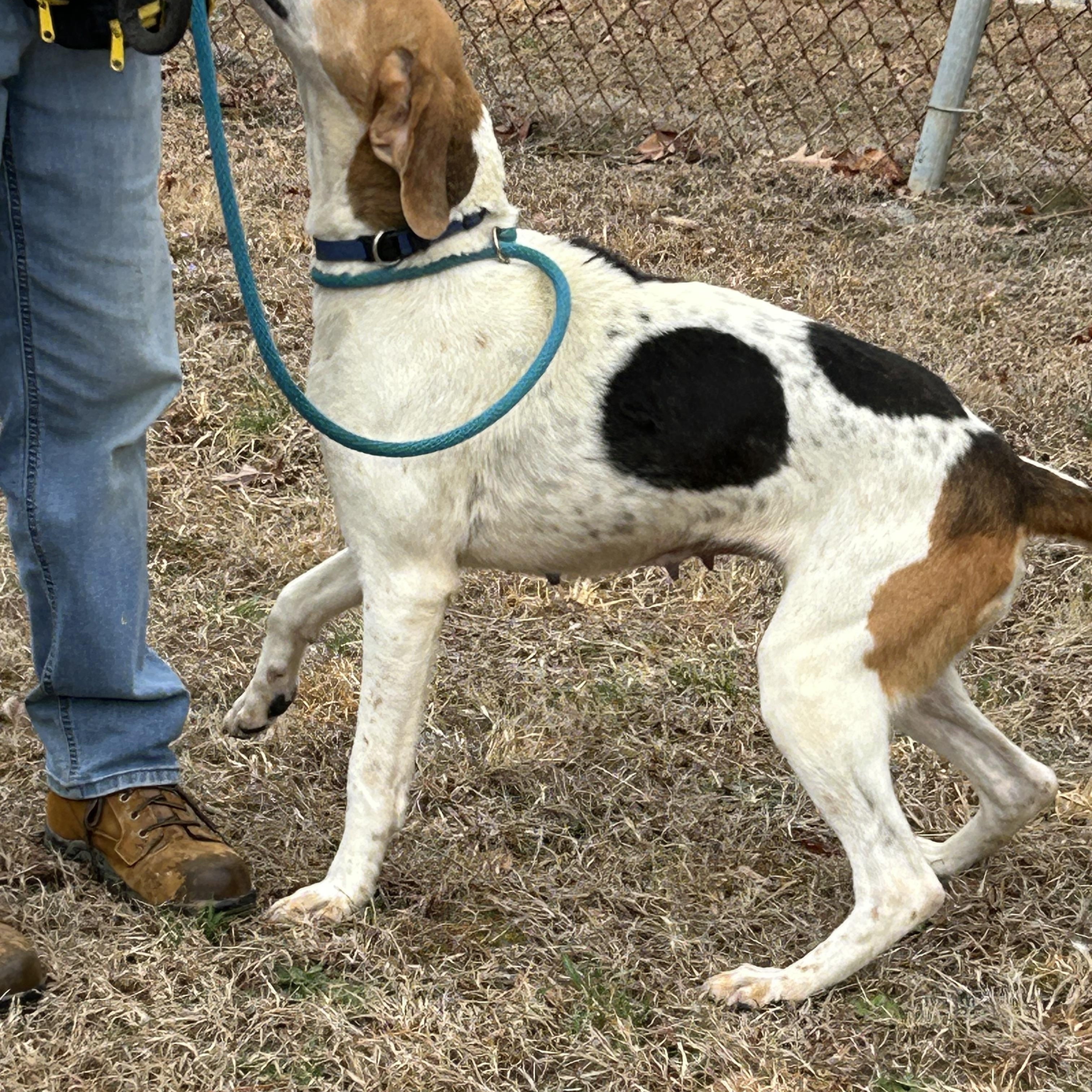 Enlarge JoJo, a ADOPTABLE Hound in Charles City, VA image 1/3