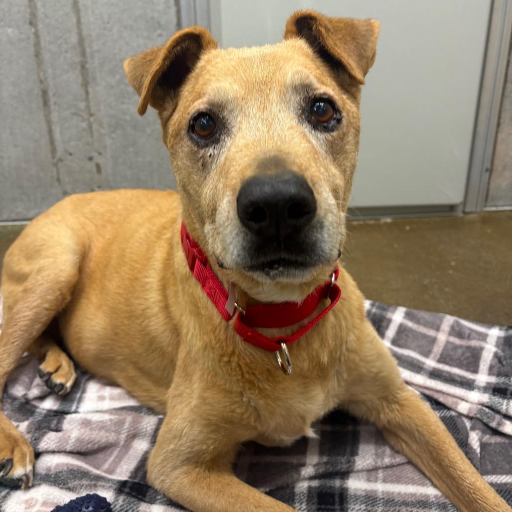 Daisy, Adoptable, Senior Female Shepherd.