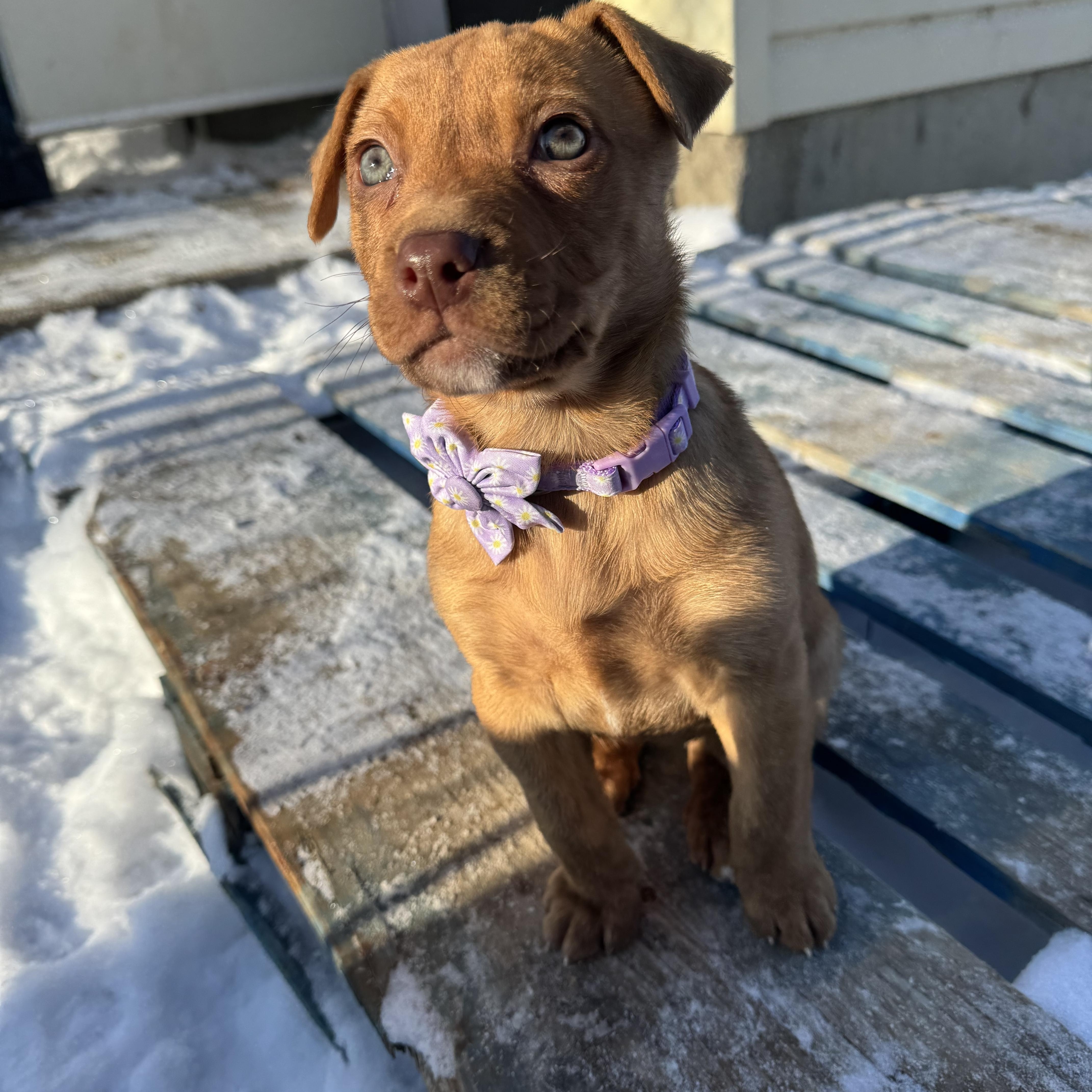 Clover, adoptable, Puppy Female Mixed Breed.