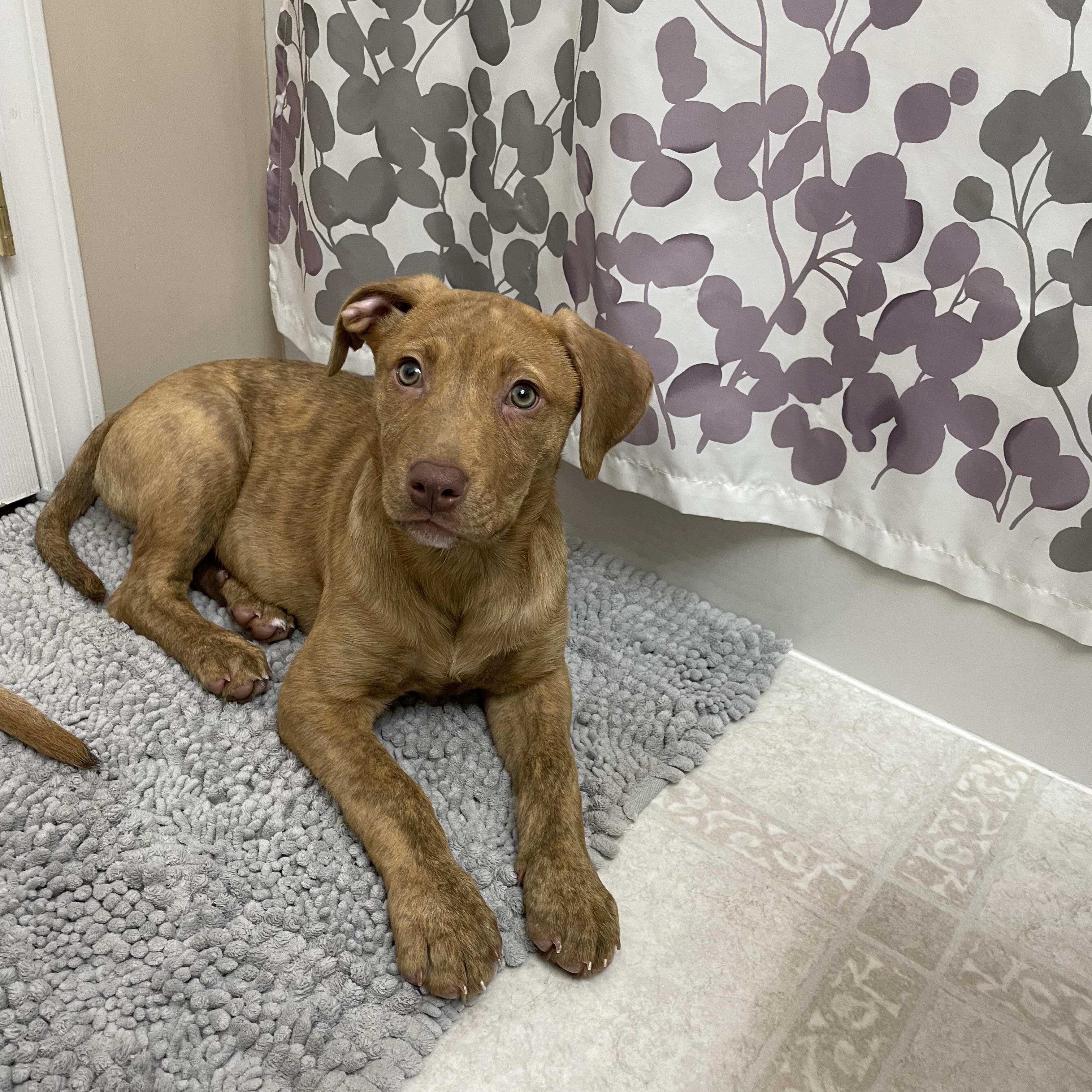 Enlarge Clover, an adoptable mixed breed in Saskatoon, SK image 2/6