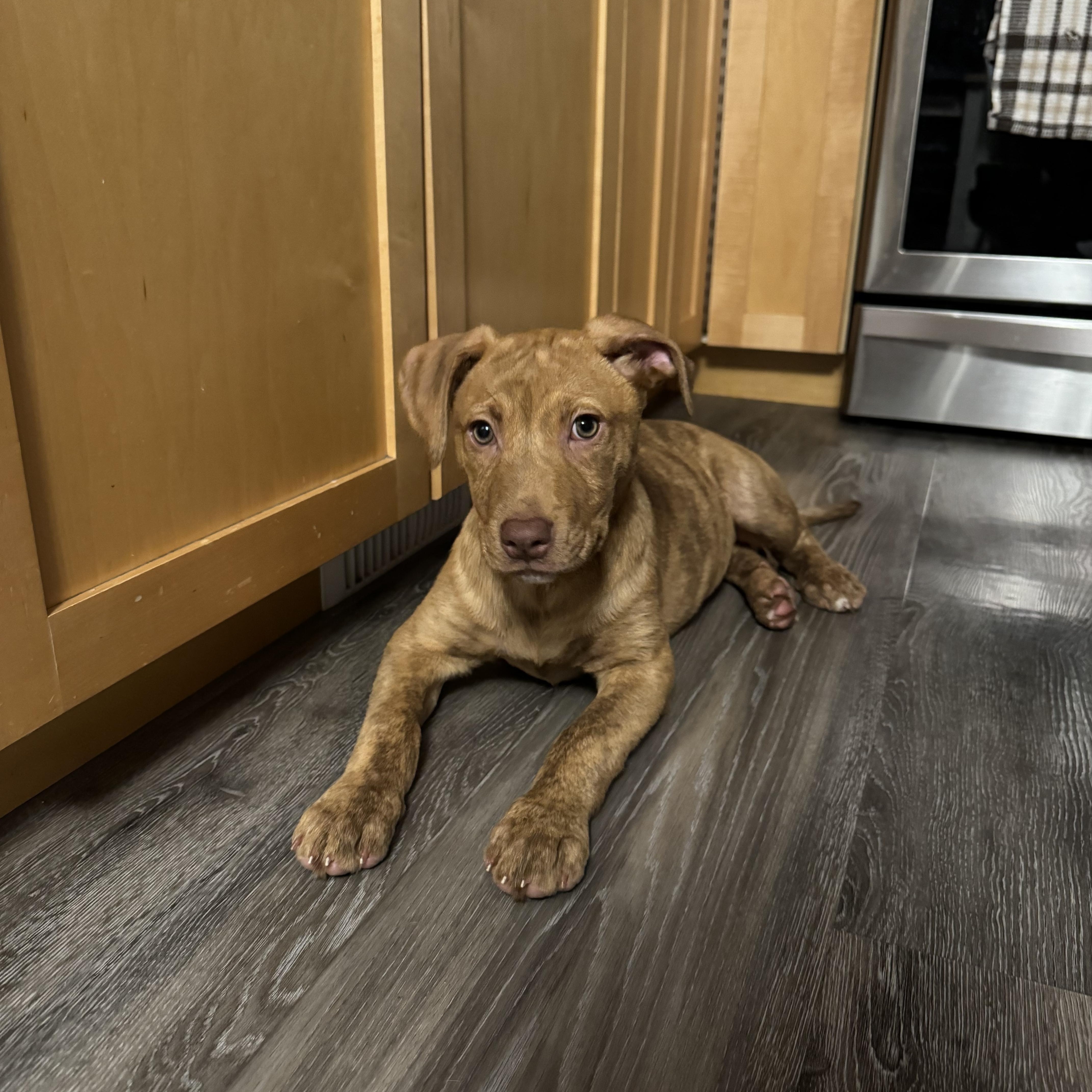Enlarge Clover, an adoptable mixed breed in Saskatoon, SK image 6/6