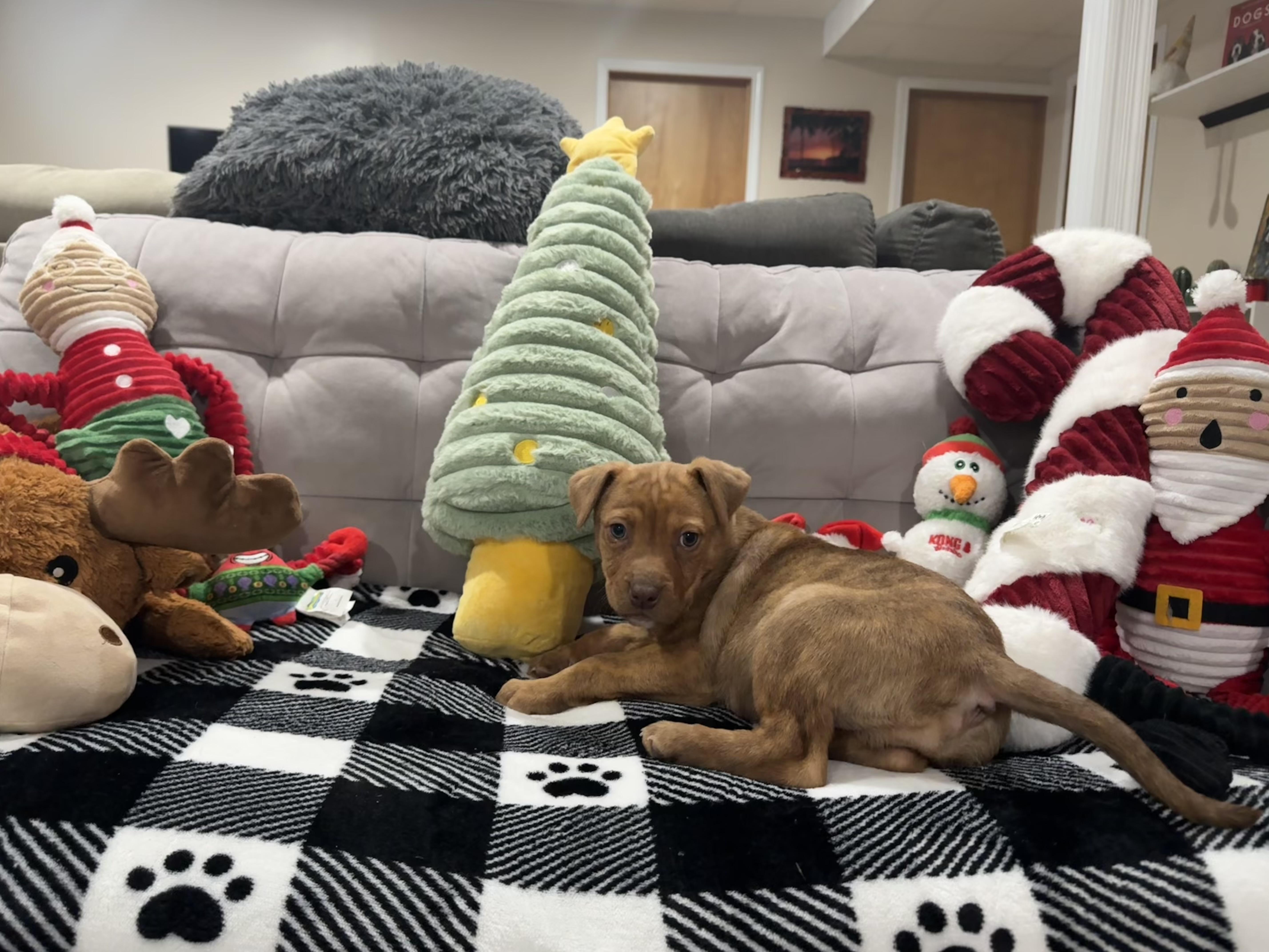 Enlarge Clover, a hold mixed breed in Saskatoon, SK image 2/6