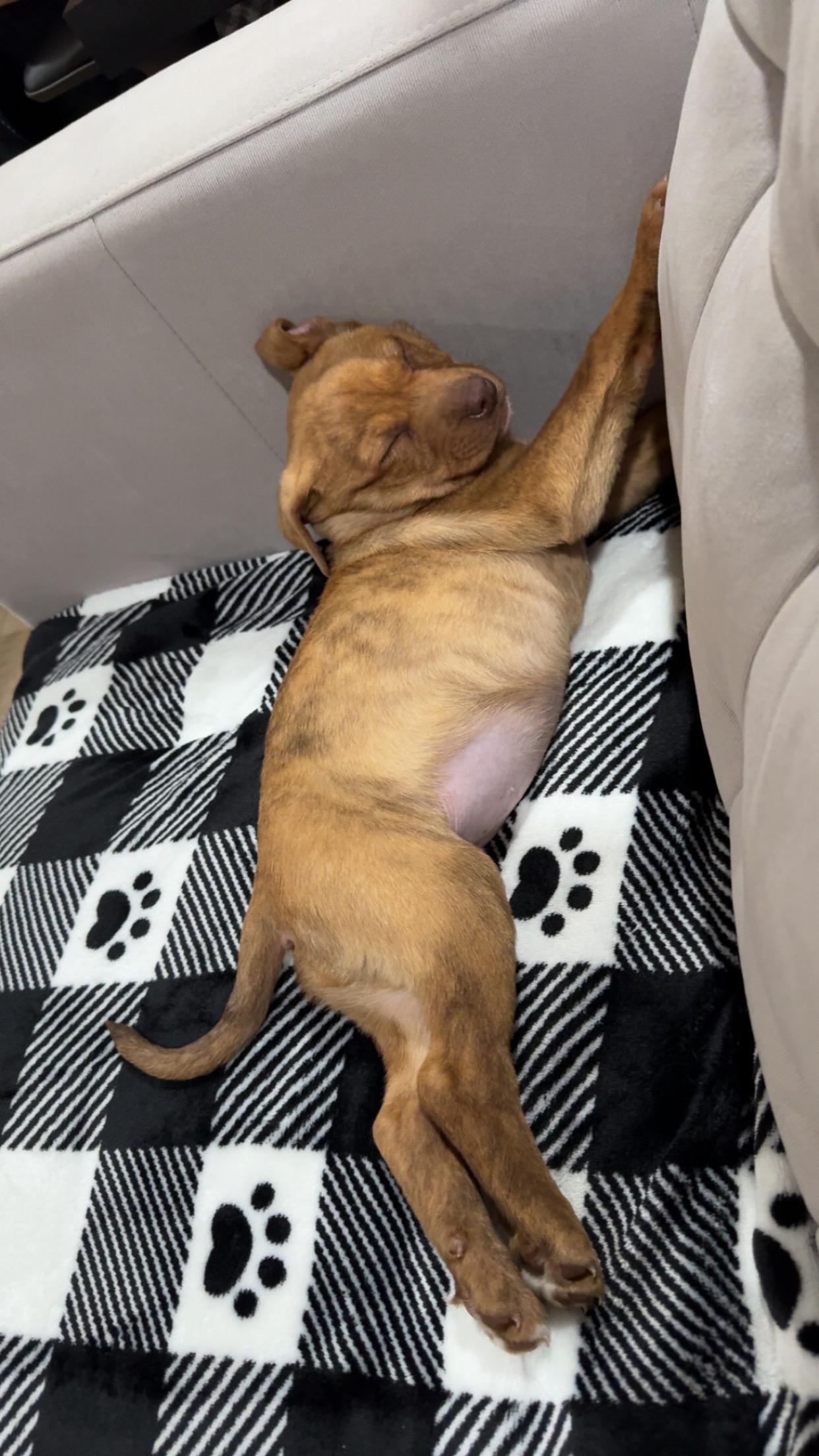 Enlarge Clover, a hold mixed breed in Saskatoon, SK image 3/6