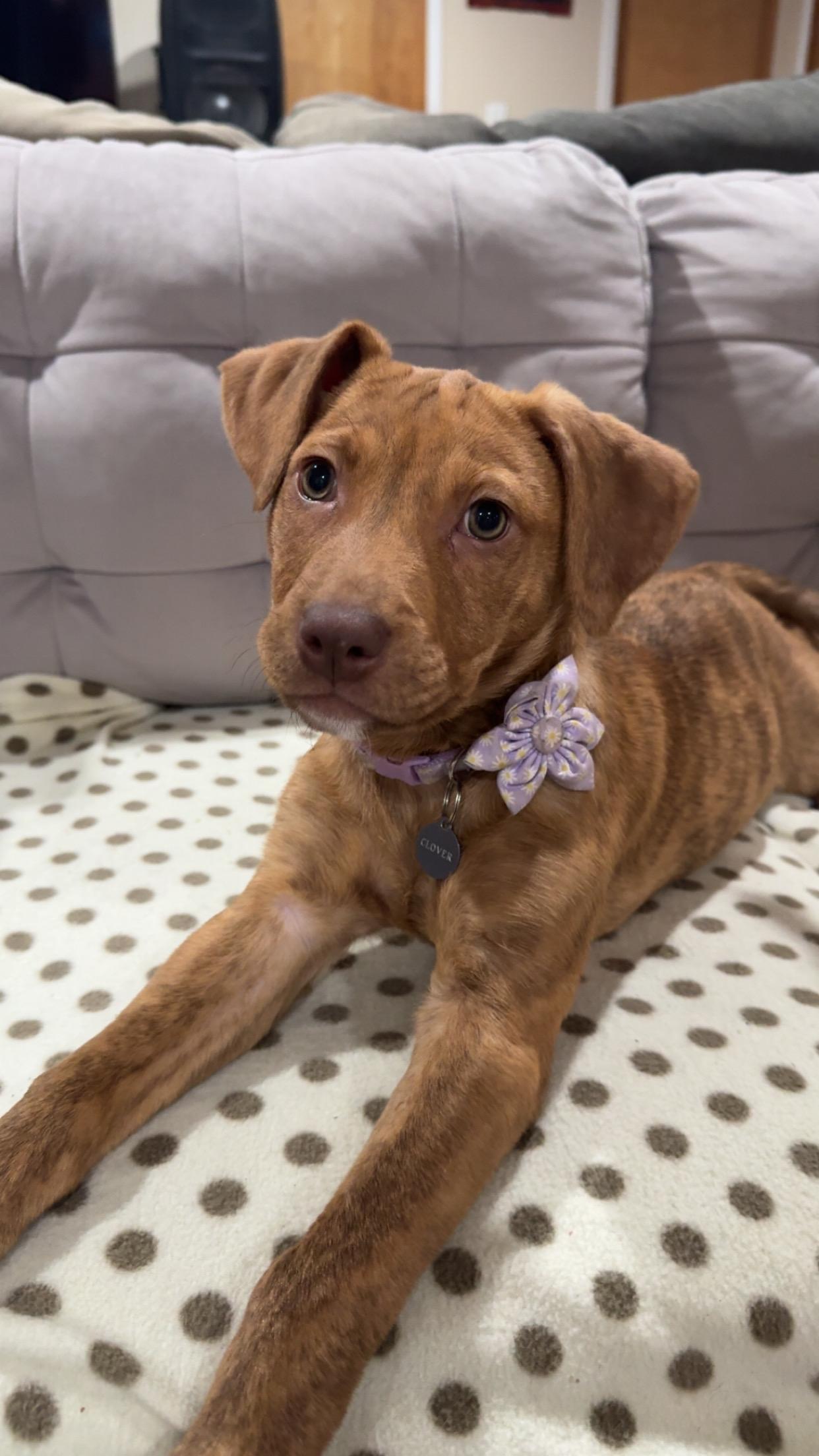 Enlarge Clover, an adoptable mixed breed in Saskatoon, SK image 3/6