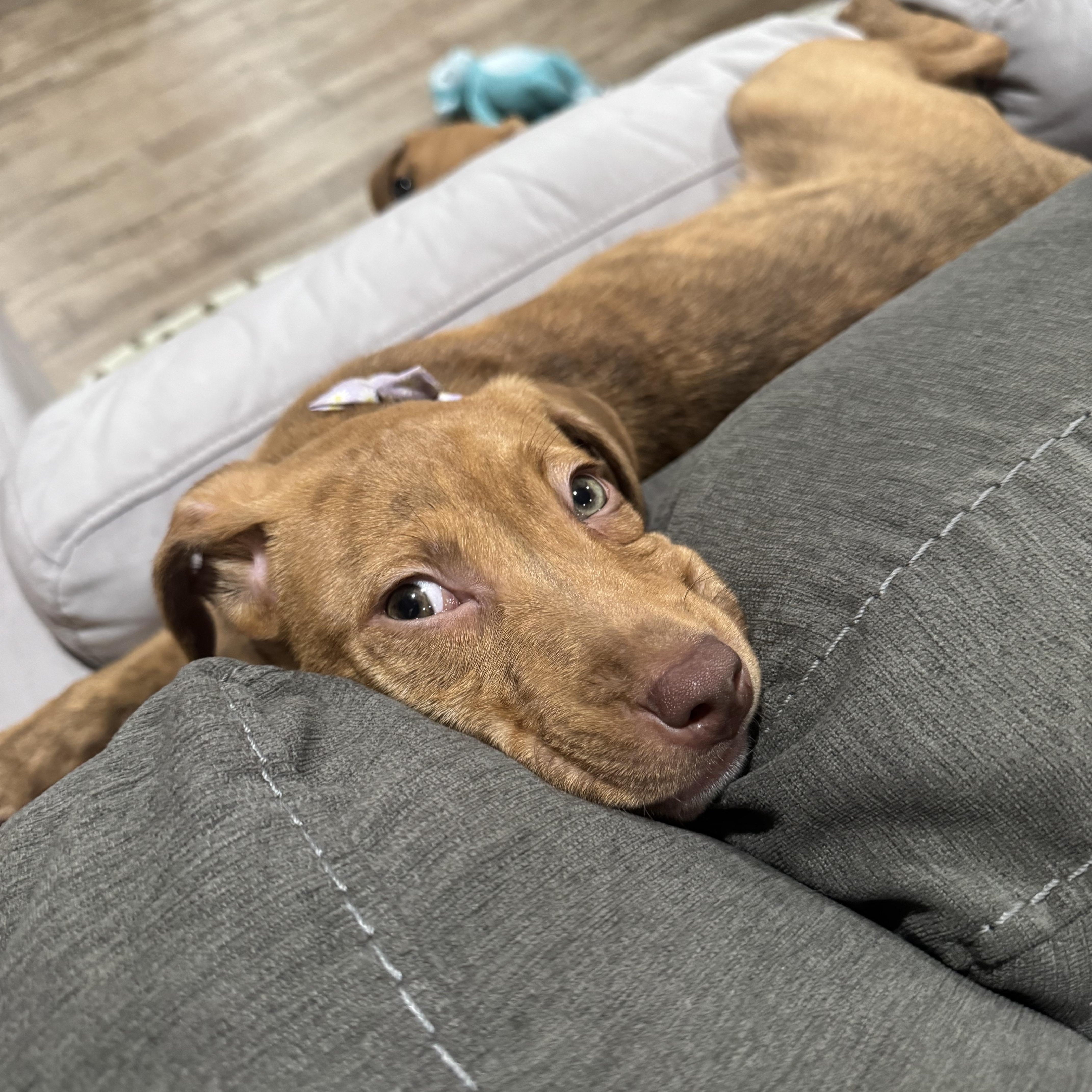 Enlarge Clover, an adoptable mixed breed in Saskatoon, SK image 5/6