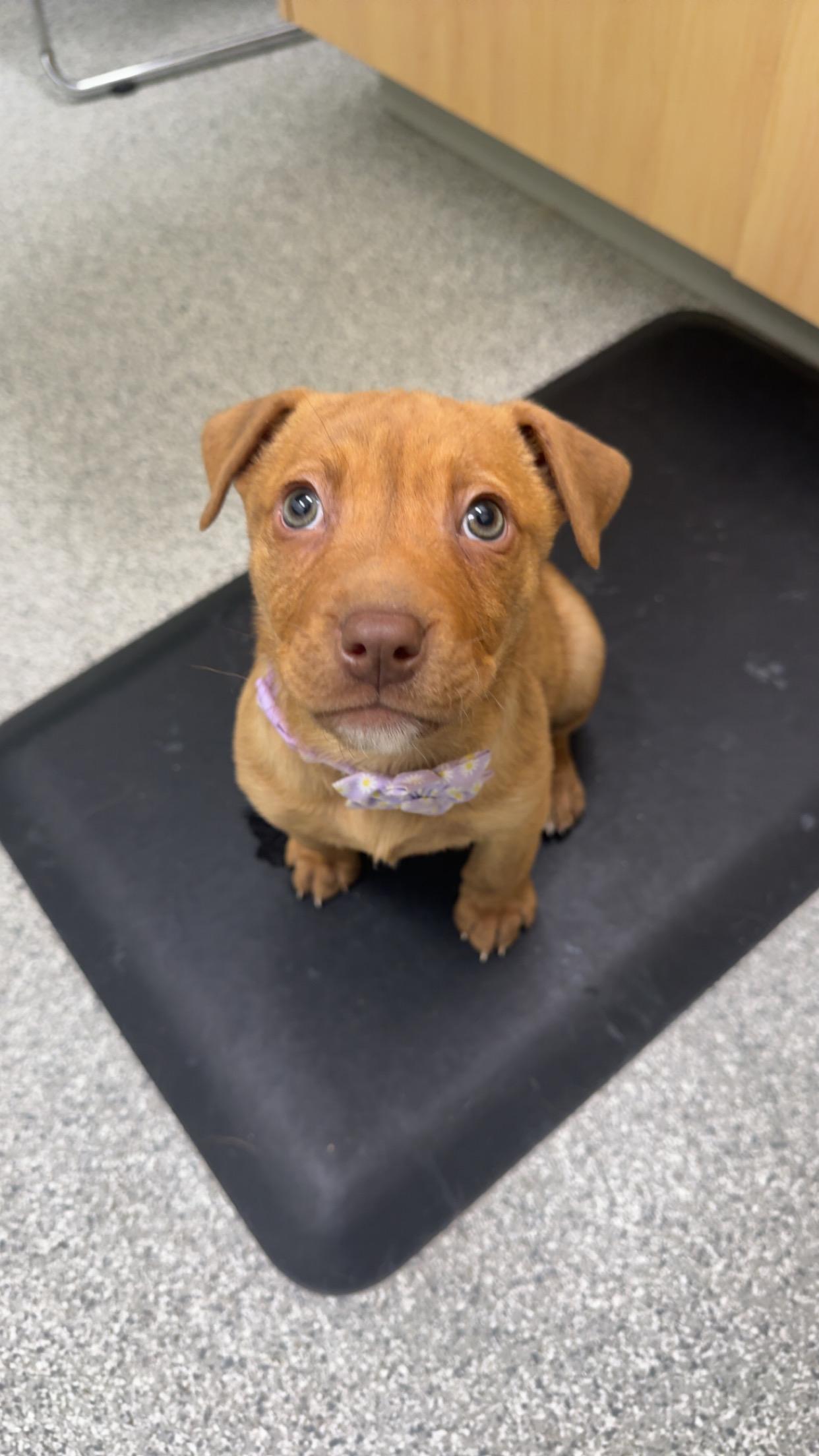 Enlarge Clover, a hold mixed breed in Saskatoon, SK image 4/6