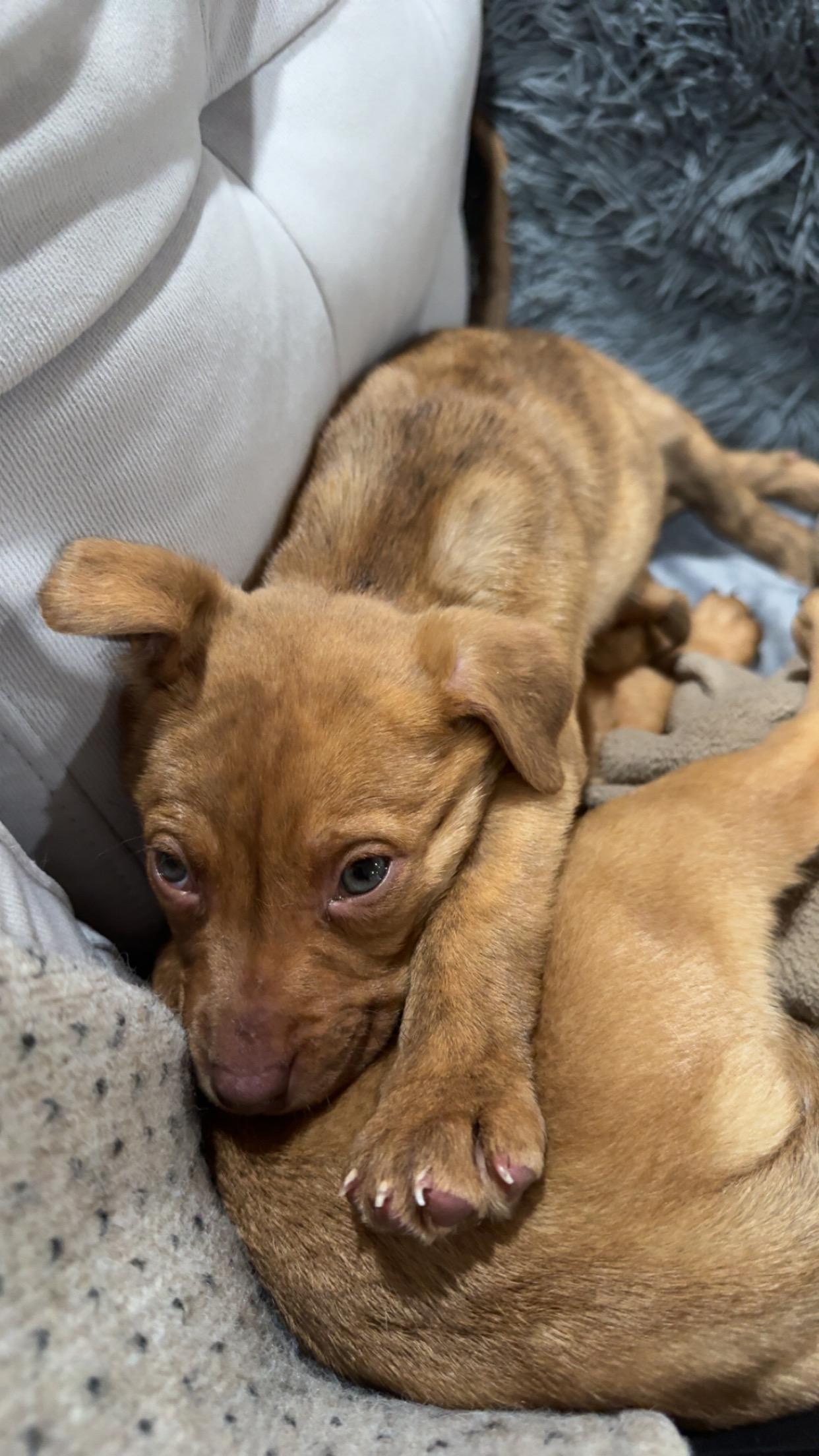 Enlarge Clover, a hold mixed breed in Saskatoon, SK image 5/6